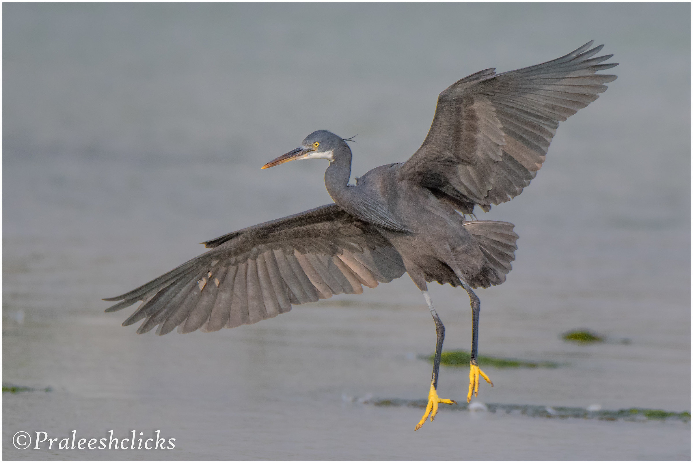 Western Reef-Heron