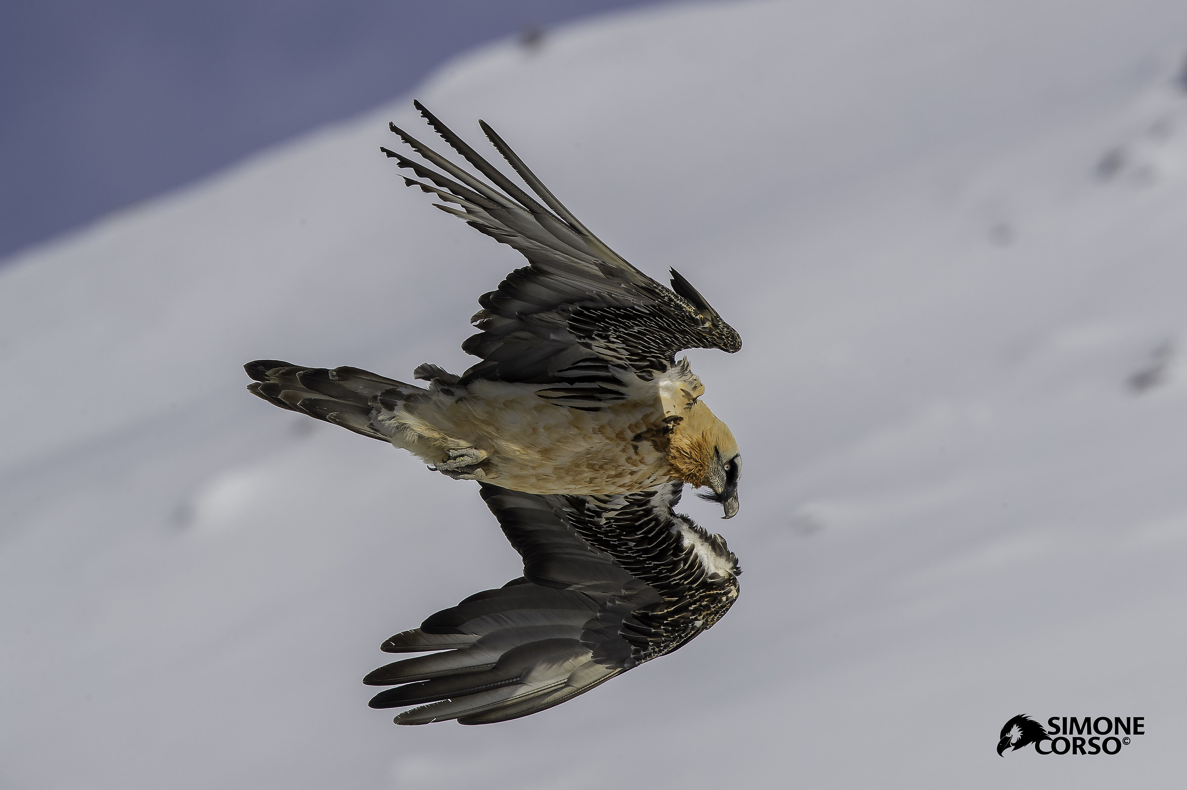 Bearded Vulture