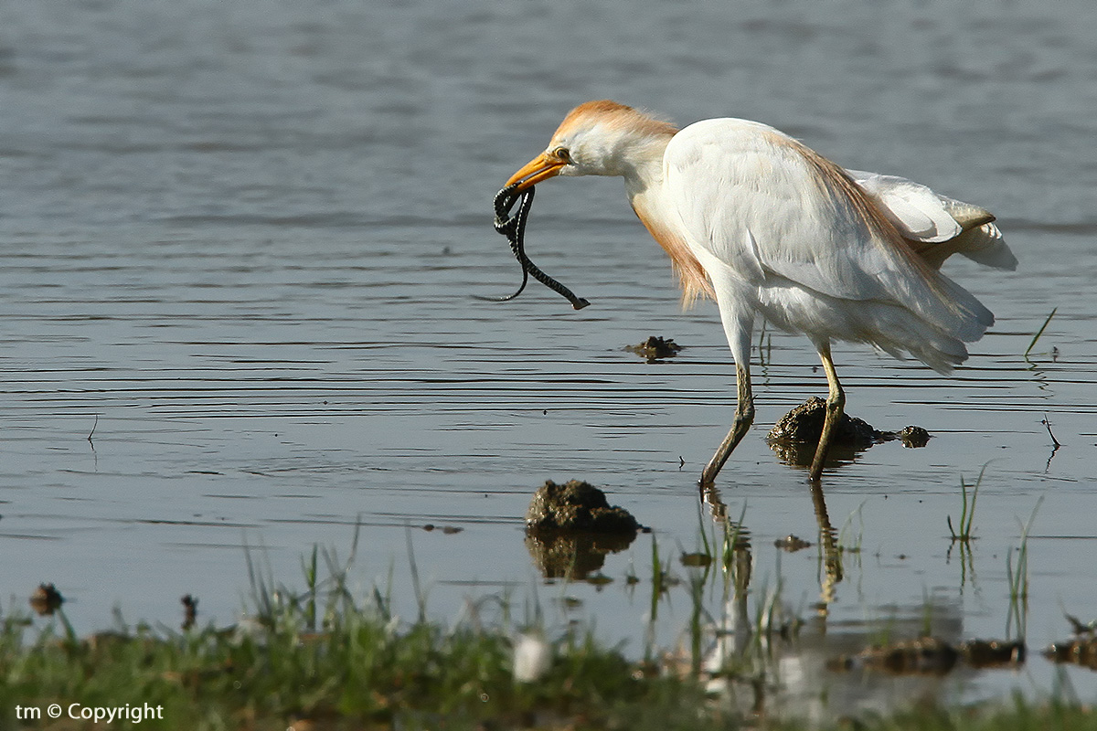 Spaghetti... al becco
