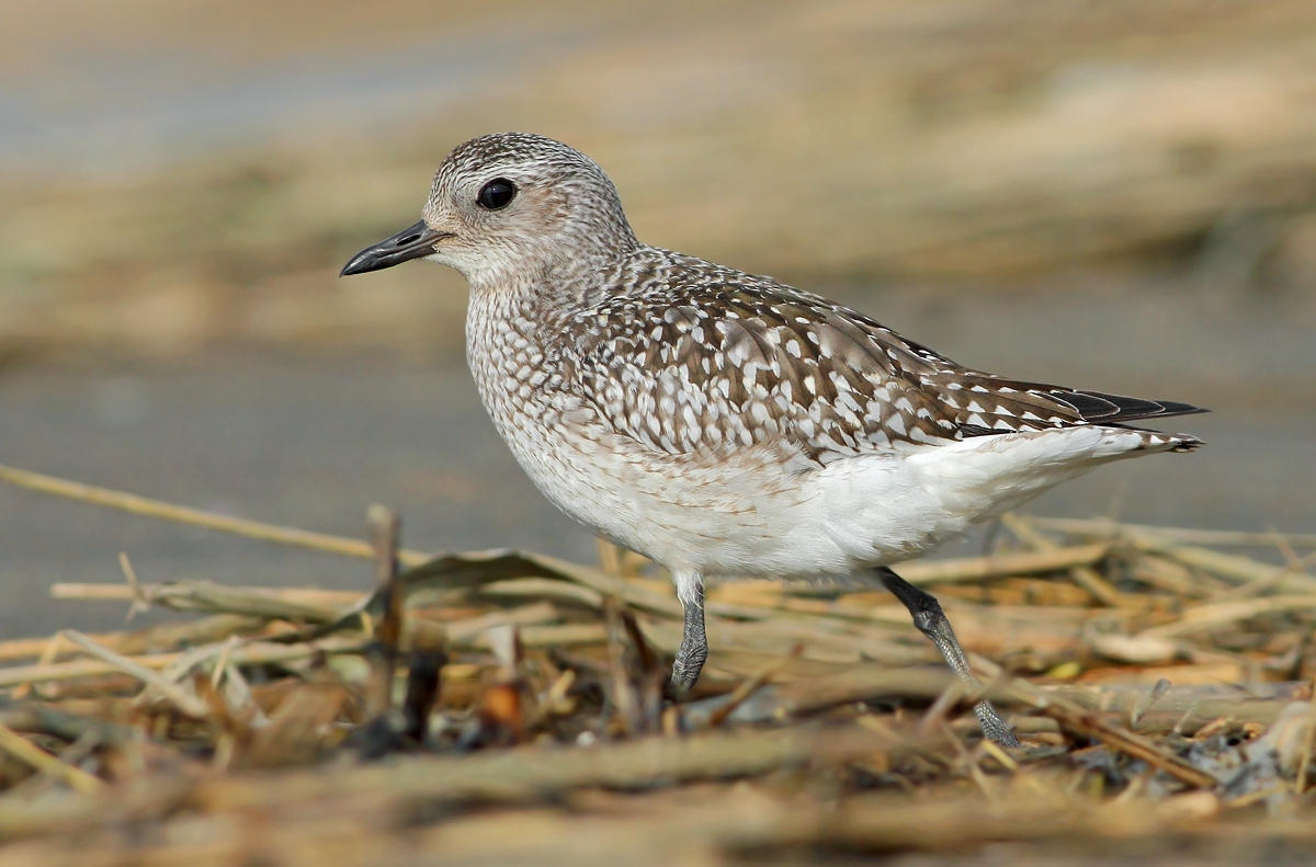 Grey Plover