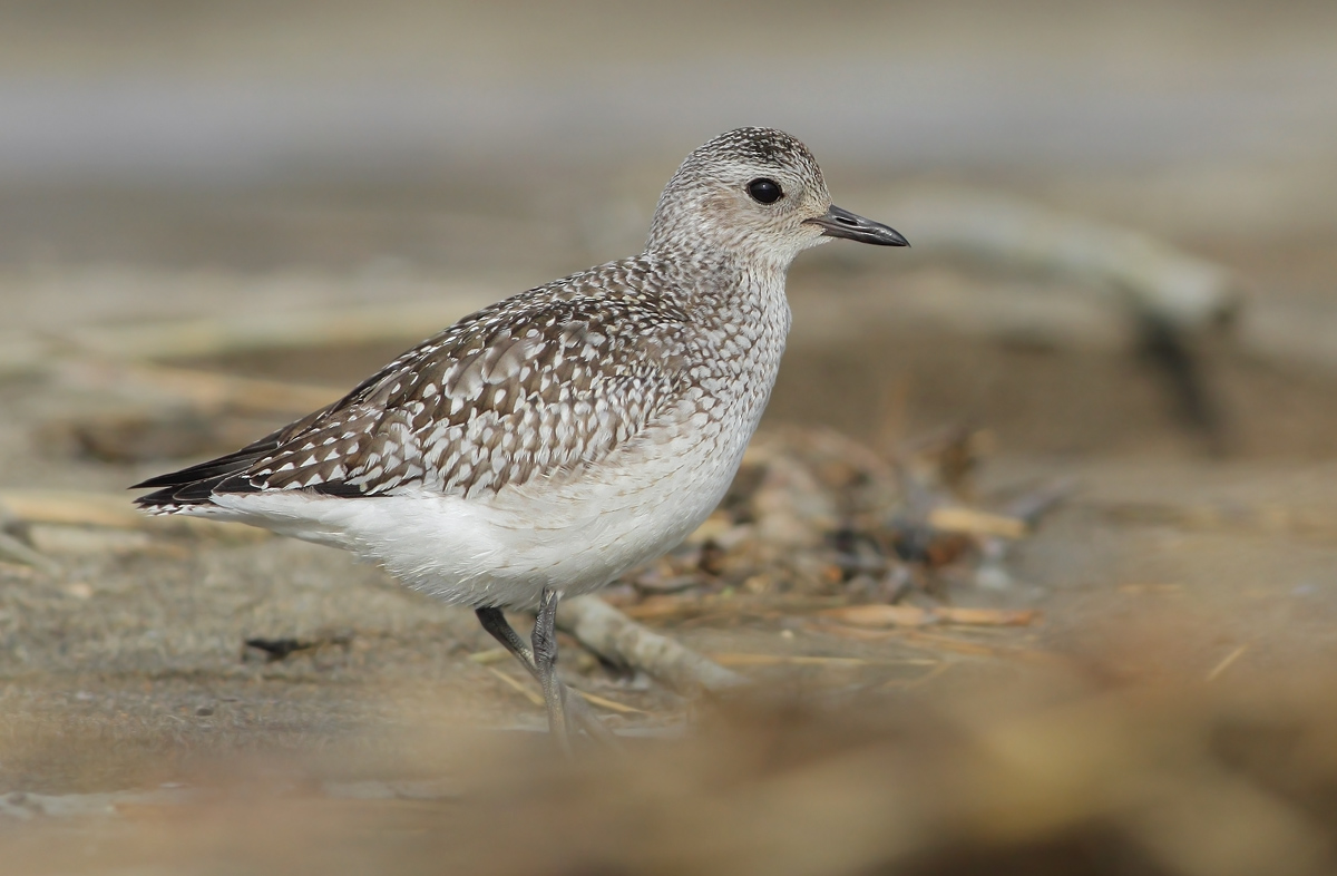 Grey Plover