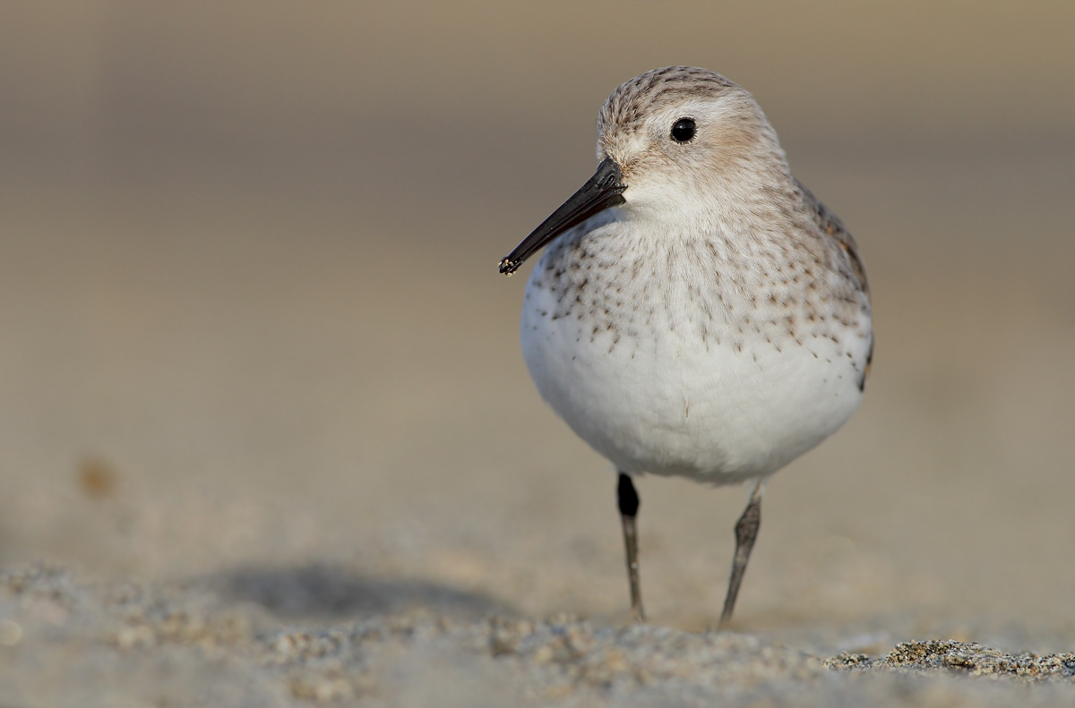 dunlin