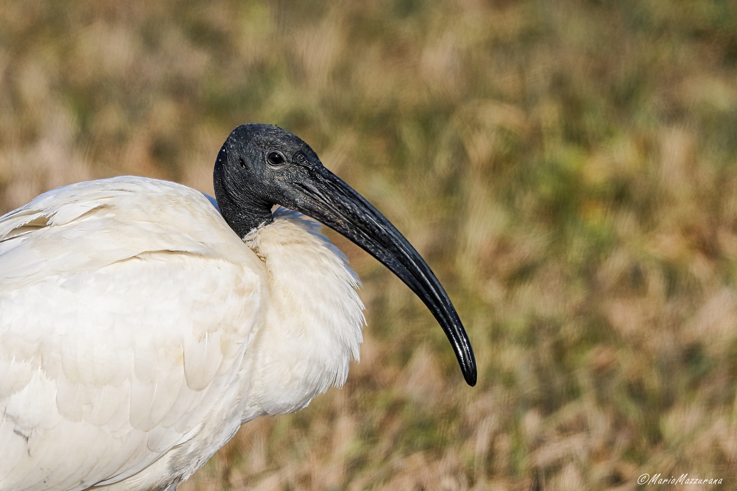 Sacred Ibis