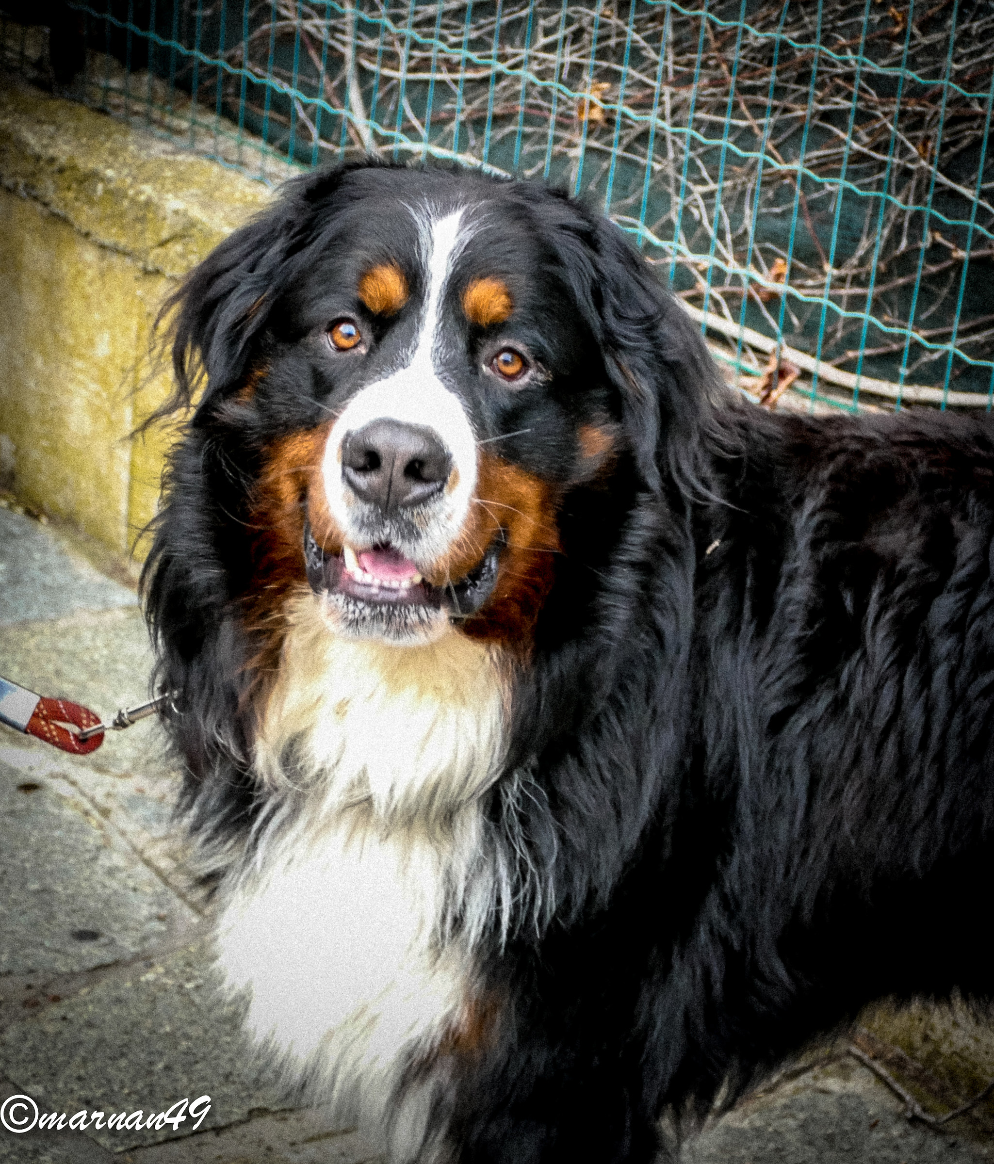 A beautiful mutt ...