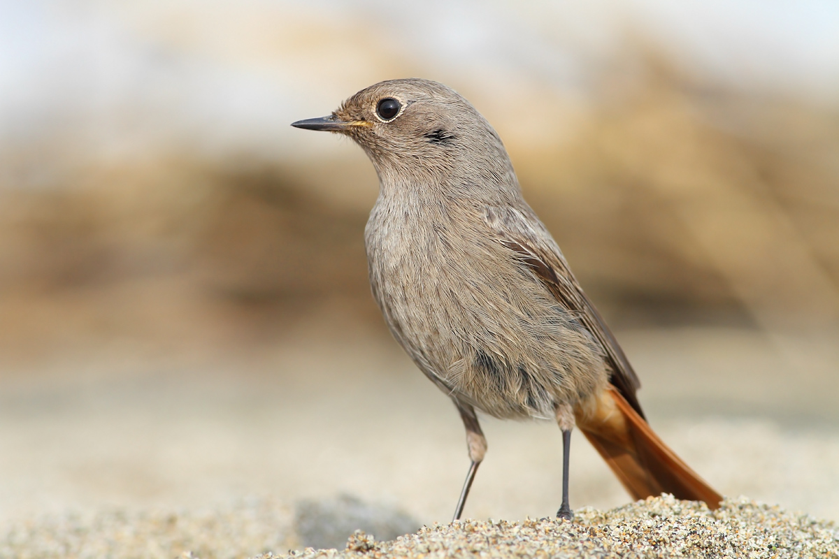 black redstart