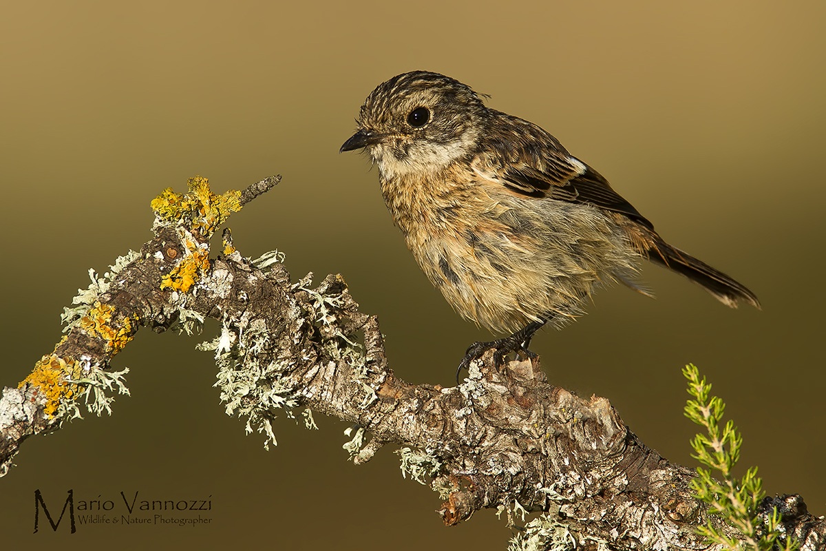 Stonechat