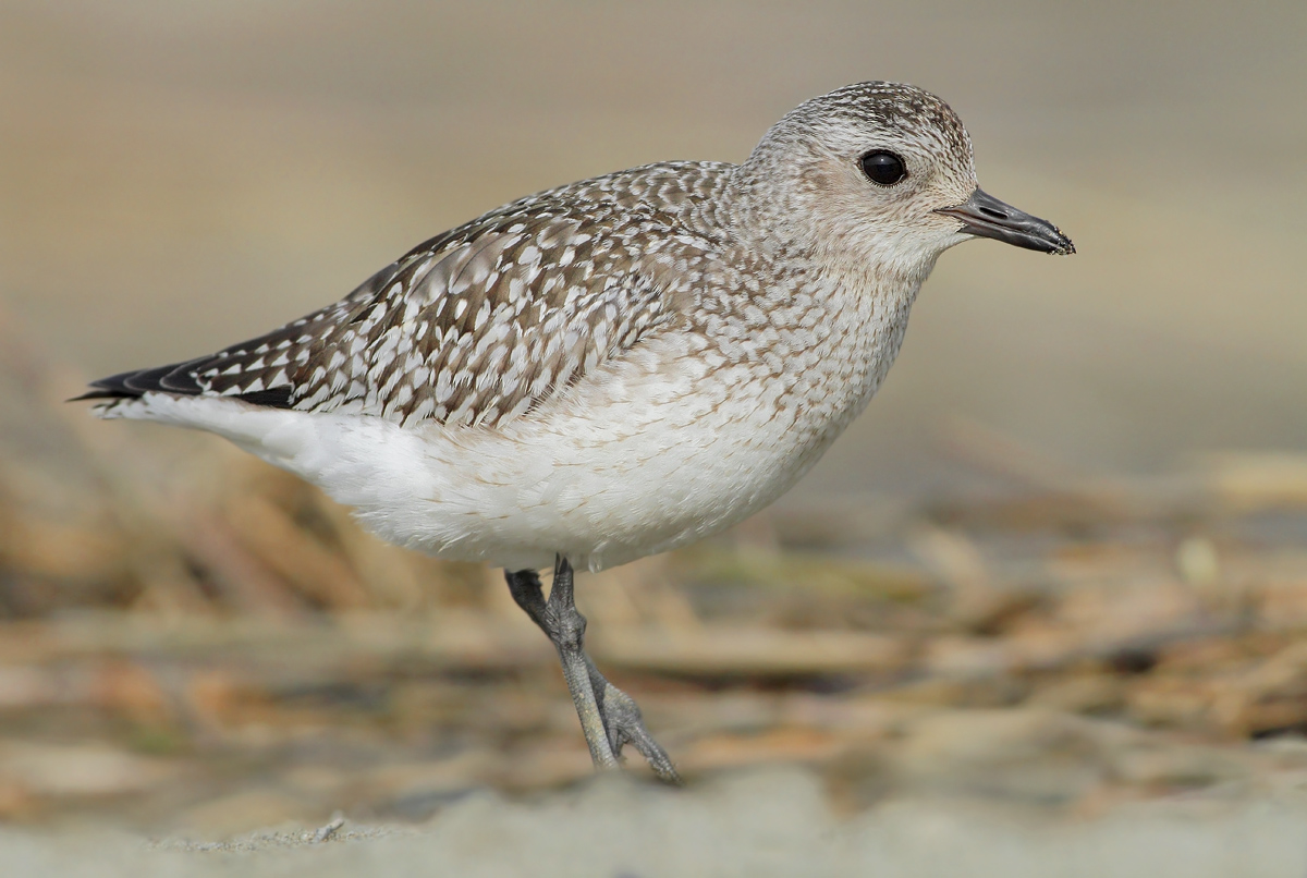 Grey Plover