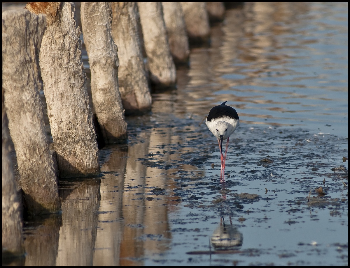 cavaliere d'italia pp