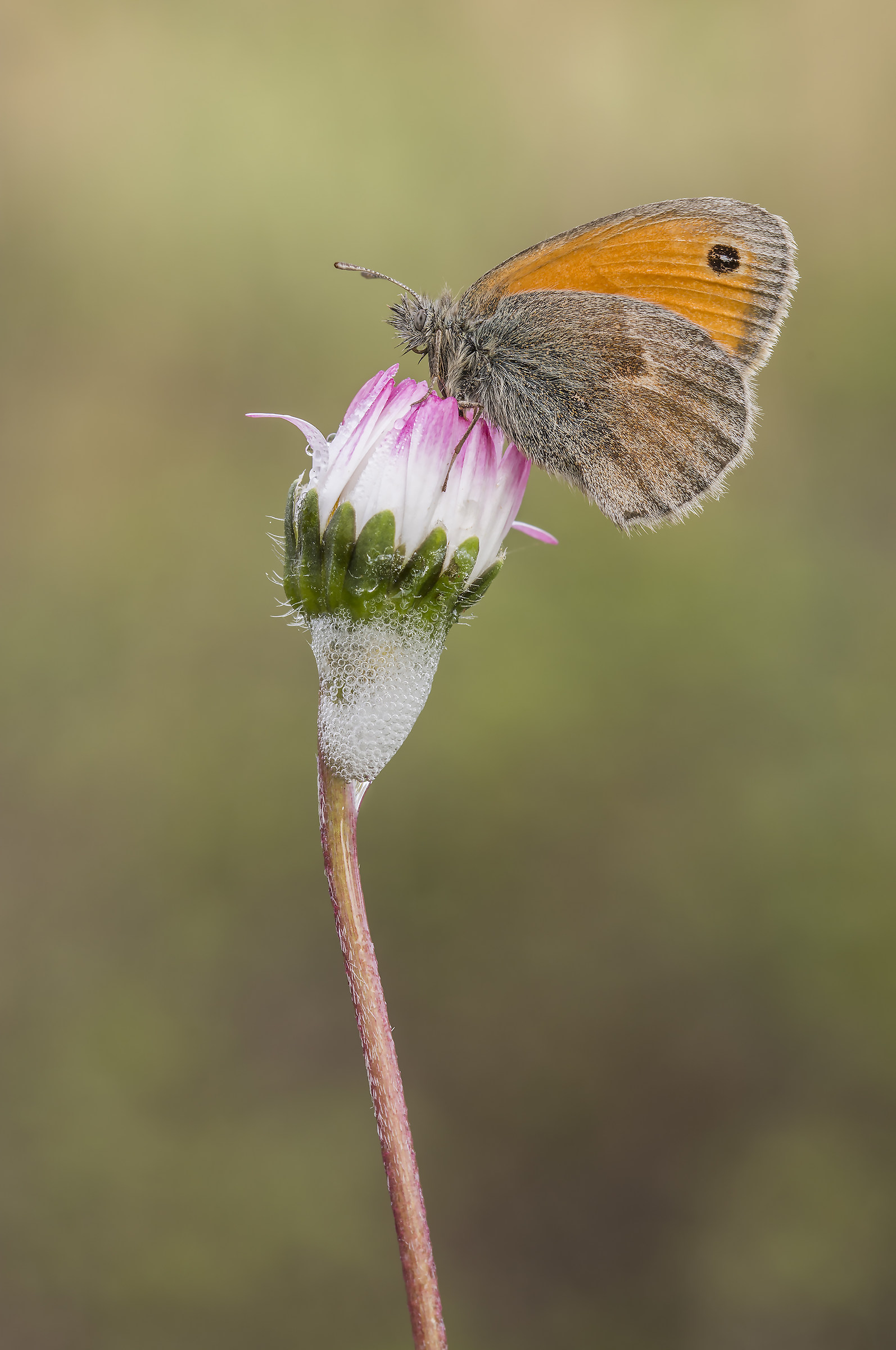 Coenonympha Pamphilius