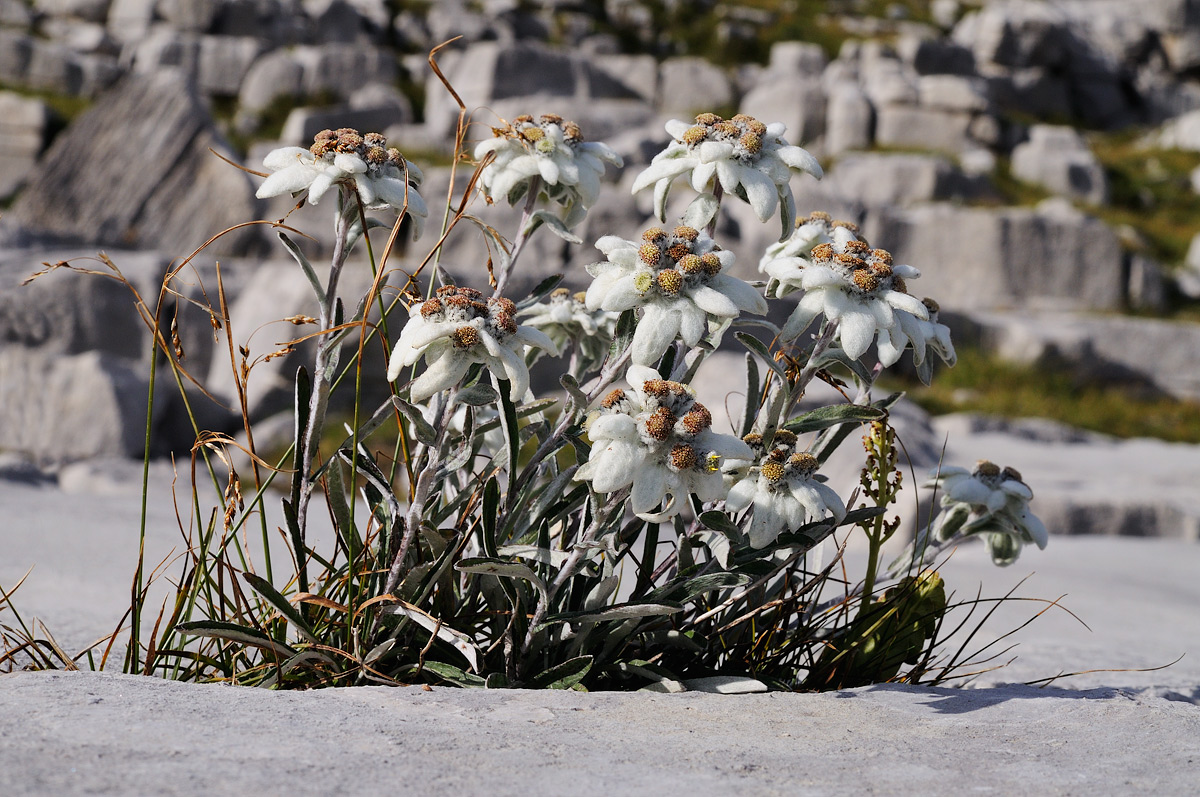 Leontopodium alpinum