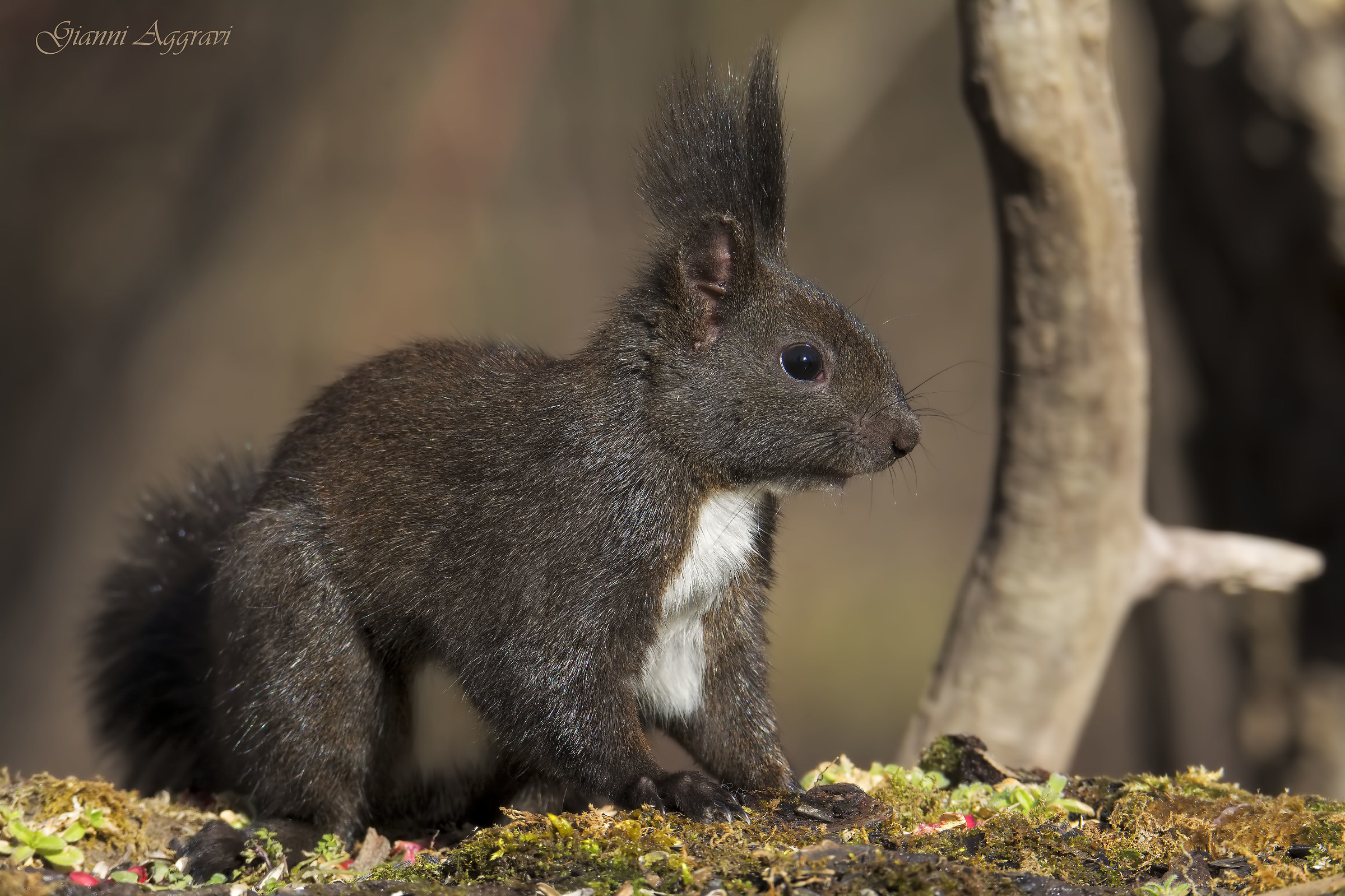 Sciurus vulgaris (Scoiattolo comune)
