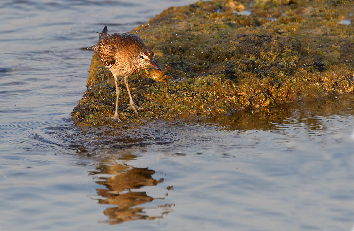 the Whimbrel (Numenius phaeopus) and the Crab.