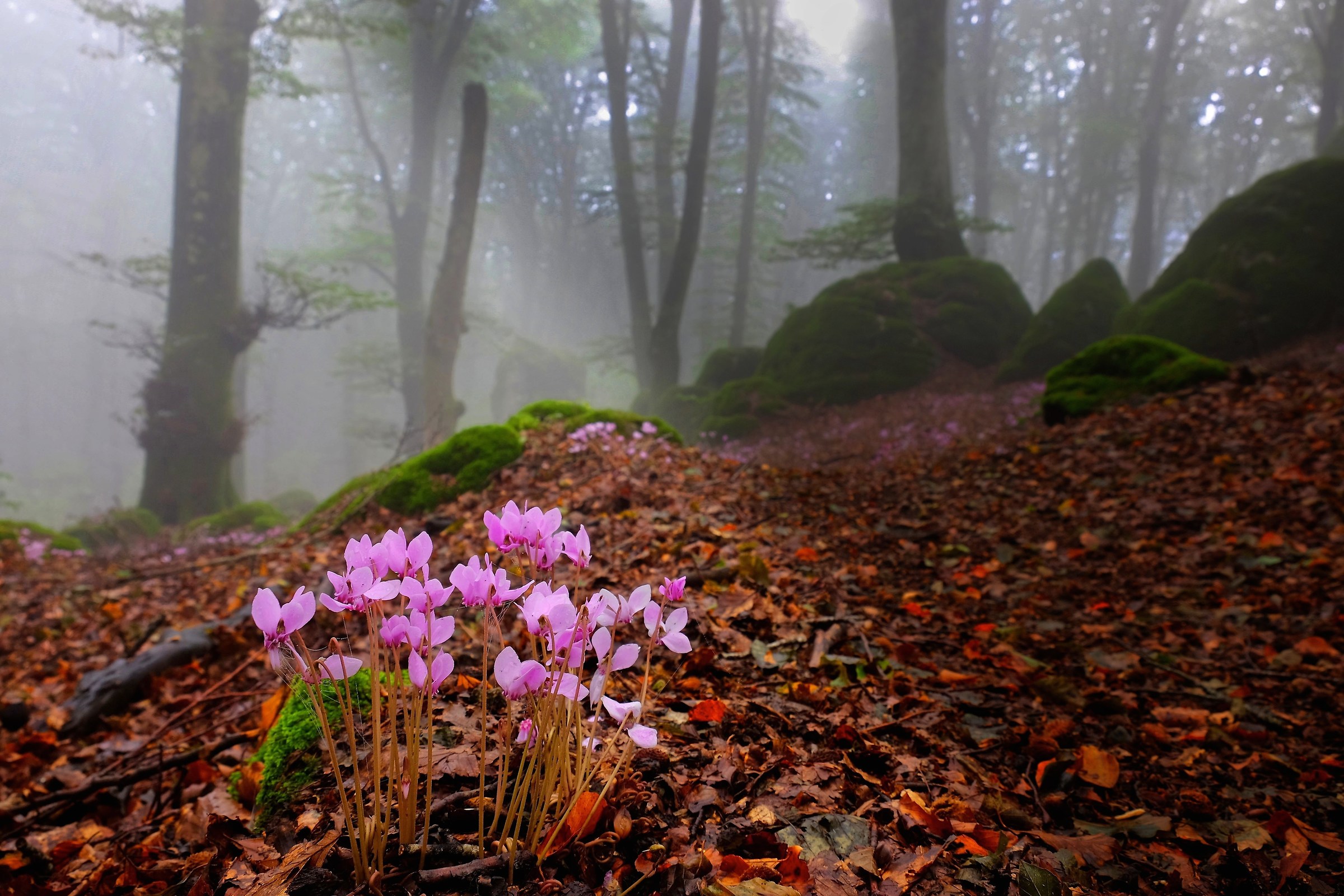 Shadow and cyclamens