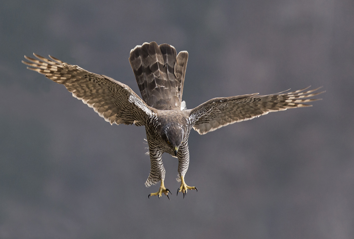 Goshawk