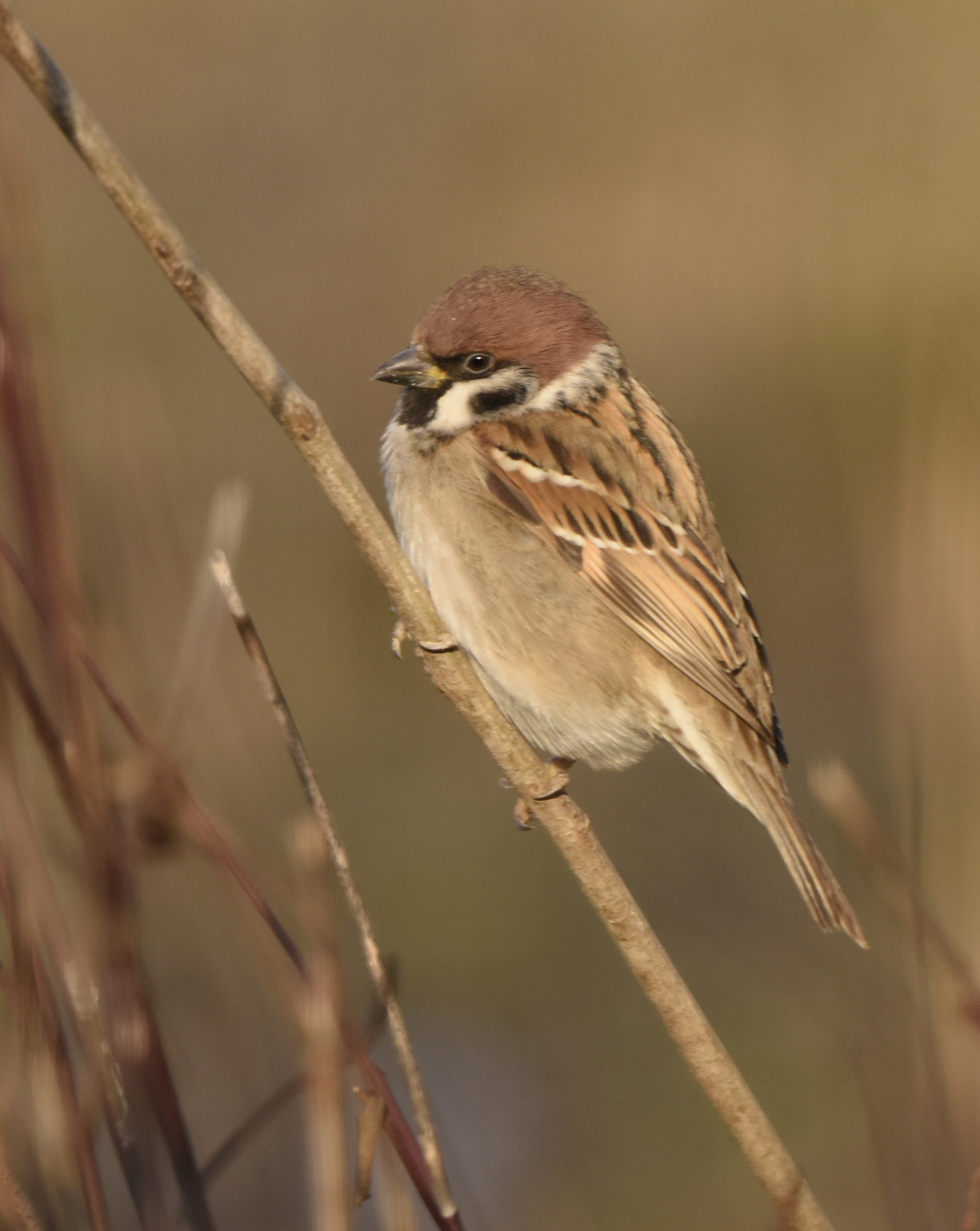 Modest but beautiful sparrow