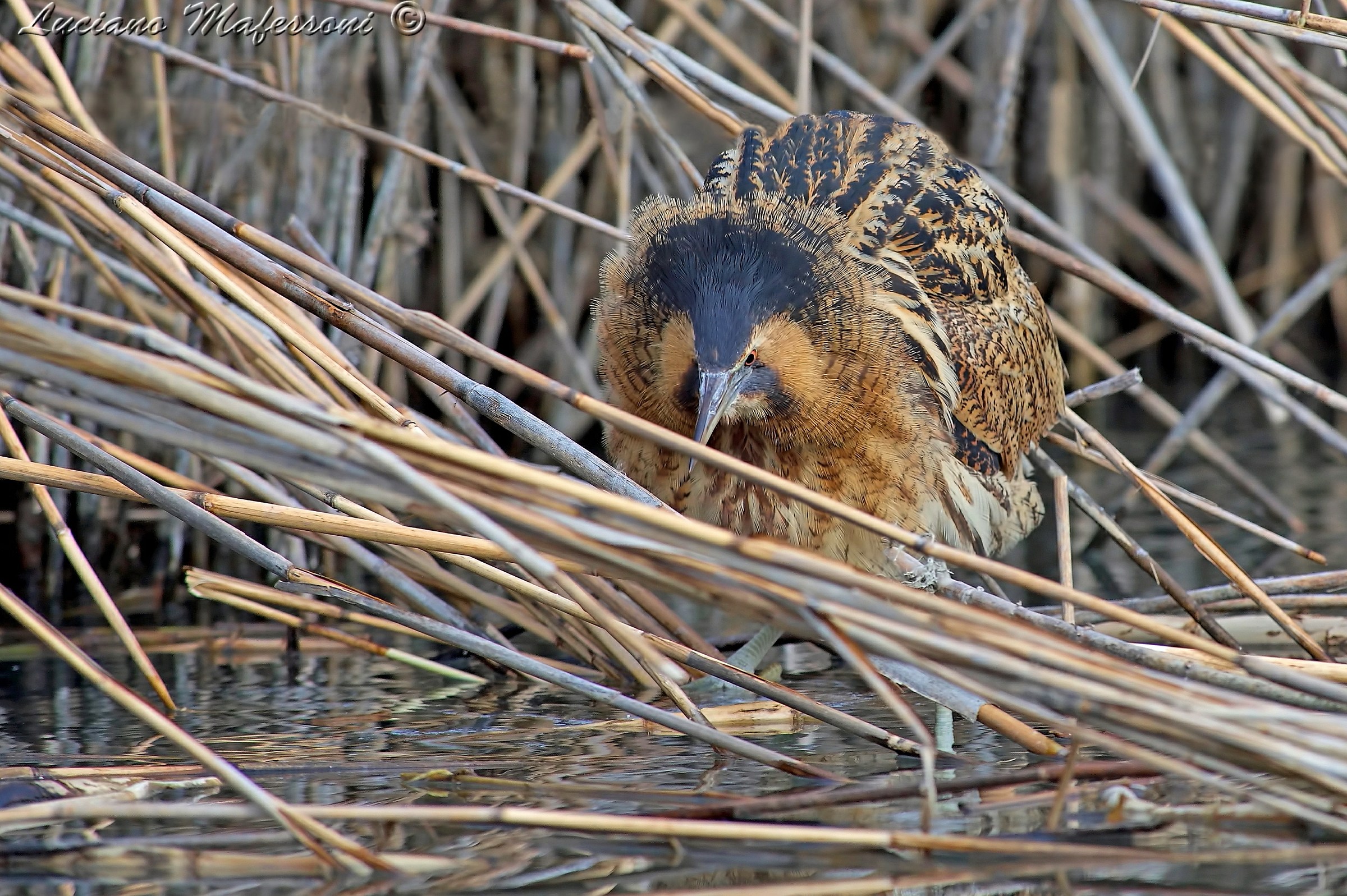 Tarabuso •  la criniera