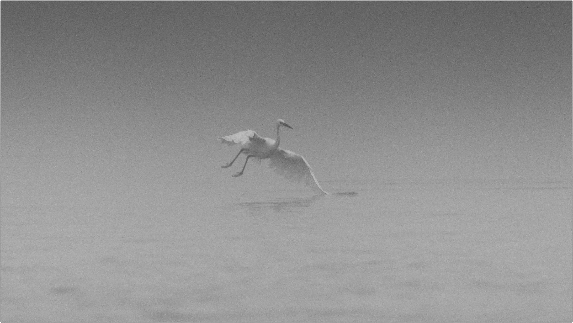 garzetta ... nella nebbia 3