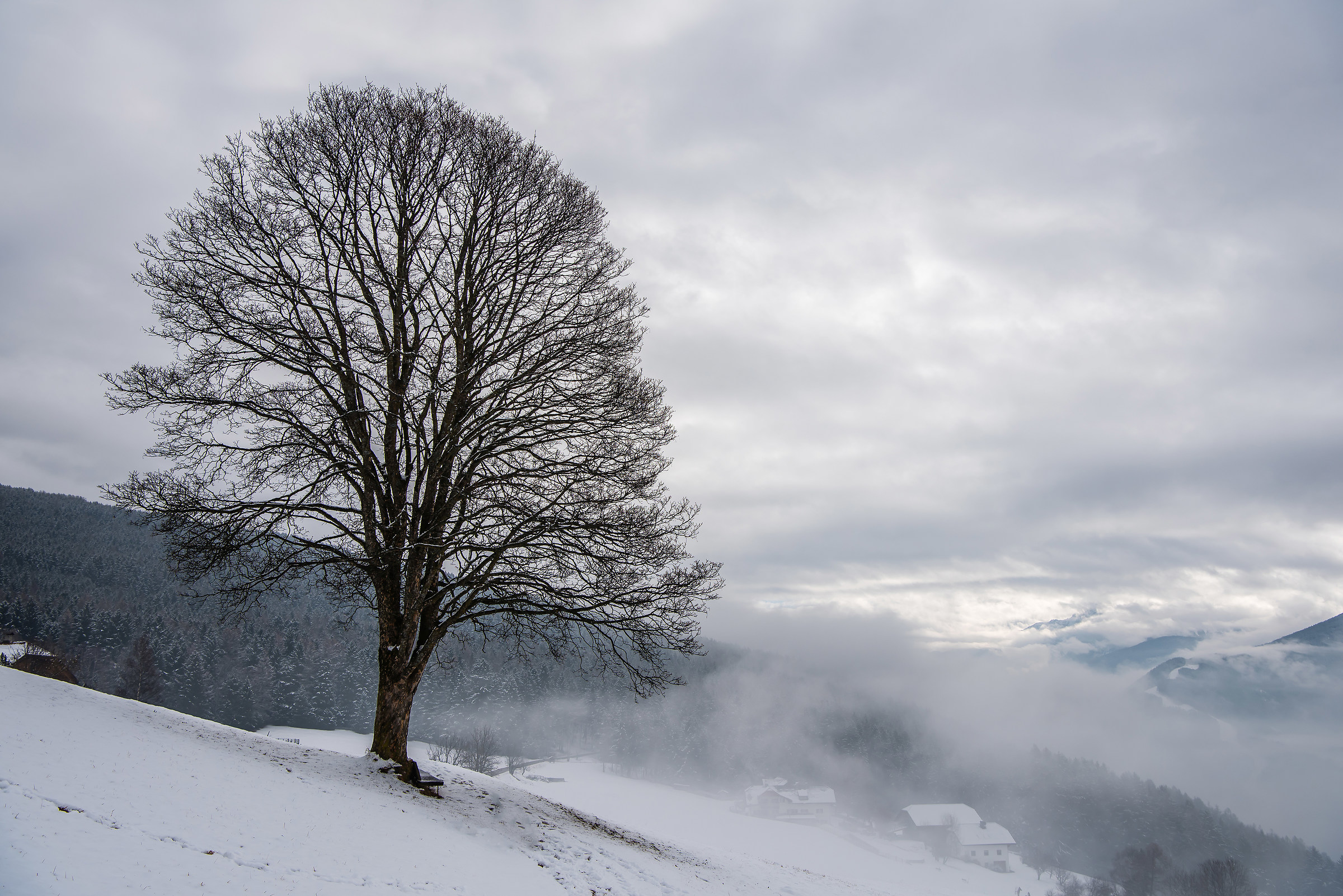... The tree, snow and fog ...