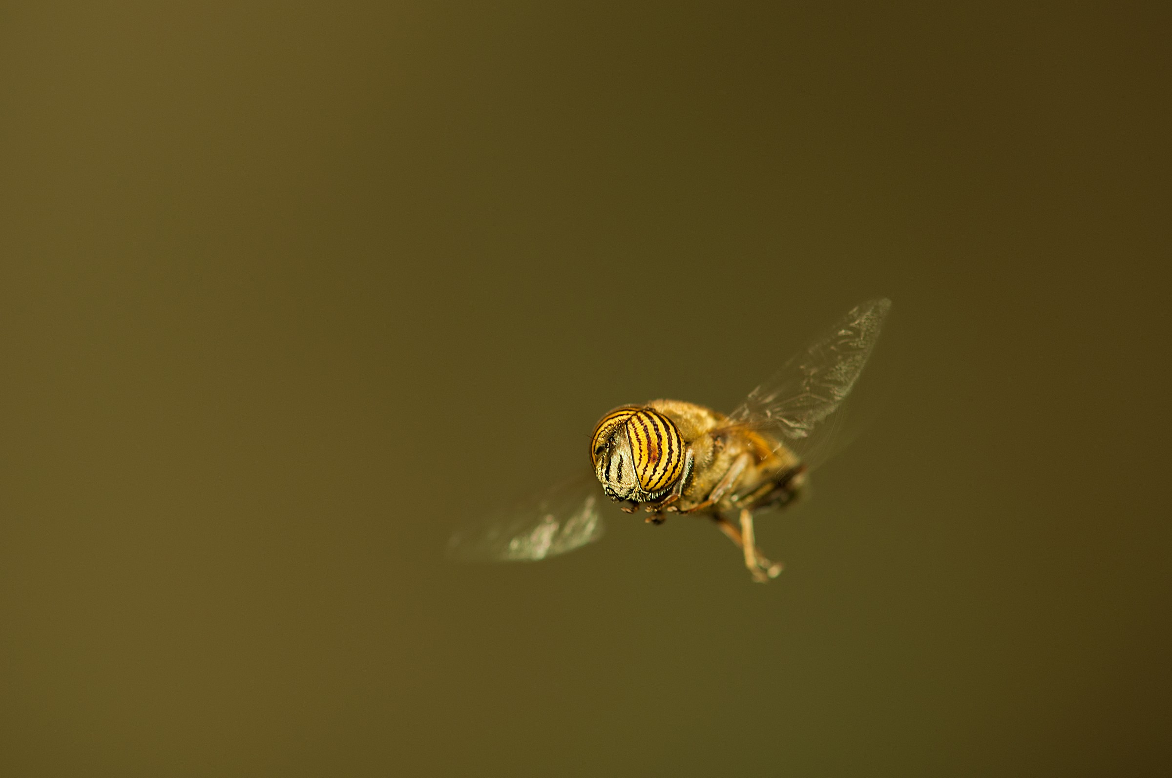 Eristalinus Taeniops