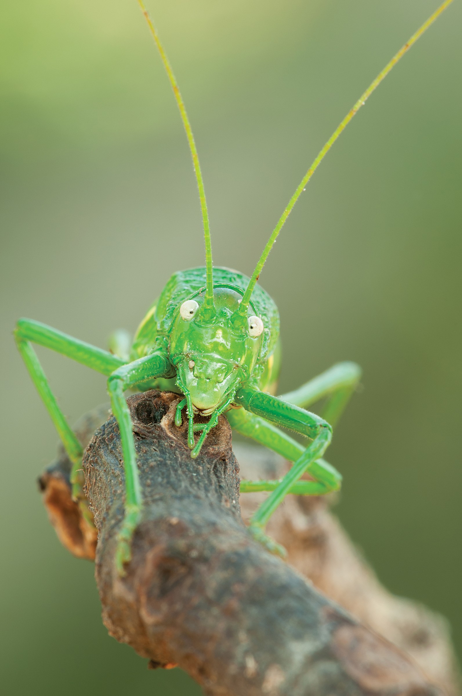 Nymph Tettigonia Virdissima