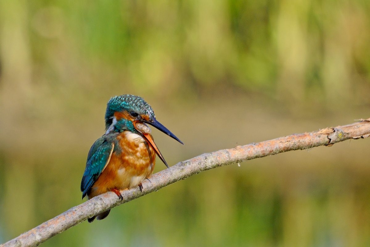 Kingfisher ...