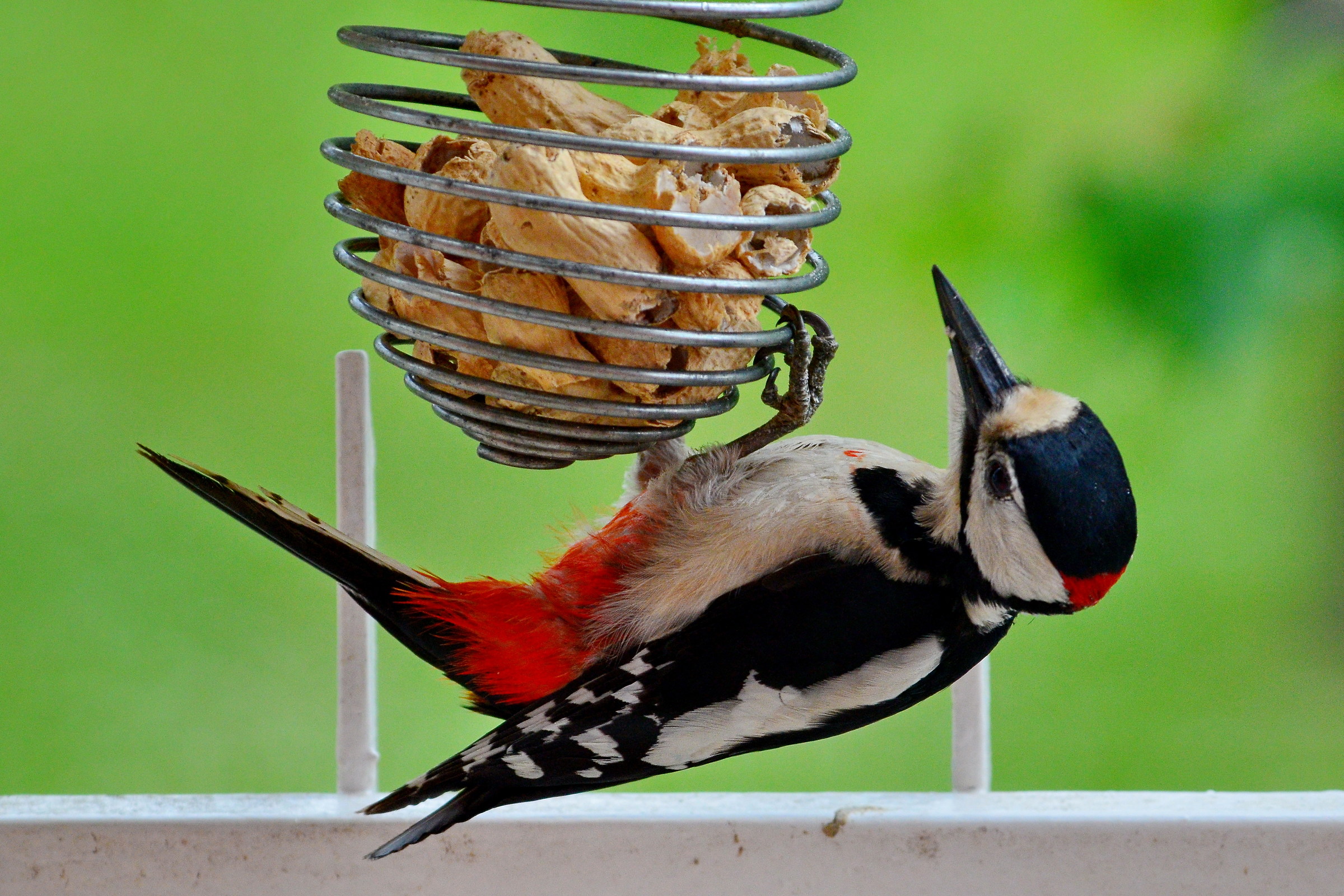hungry woodpecker