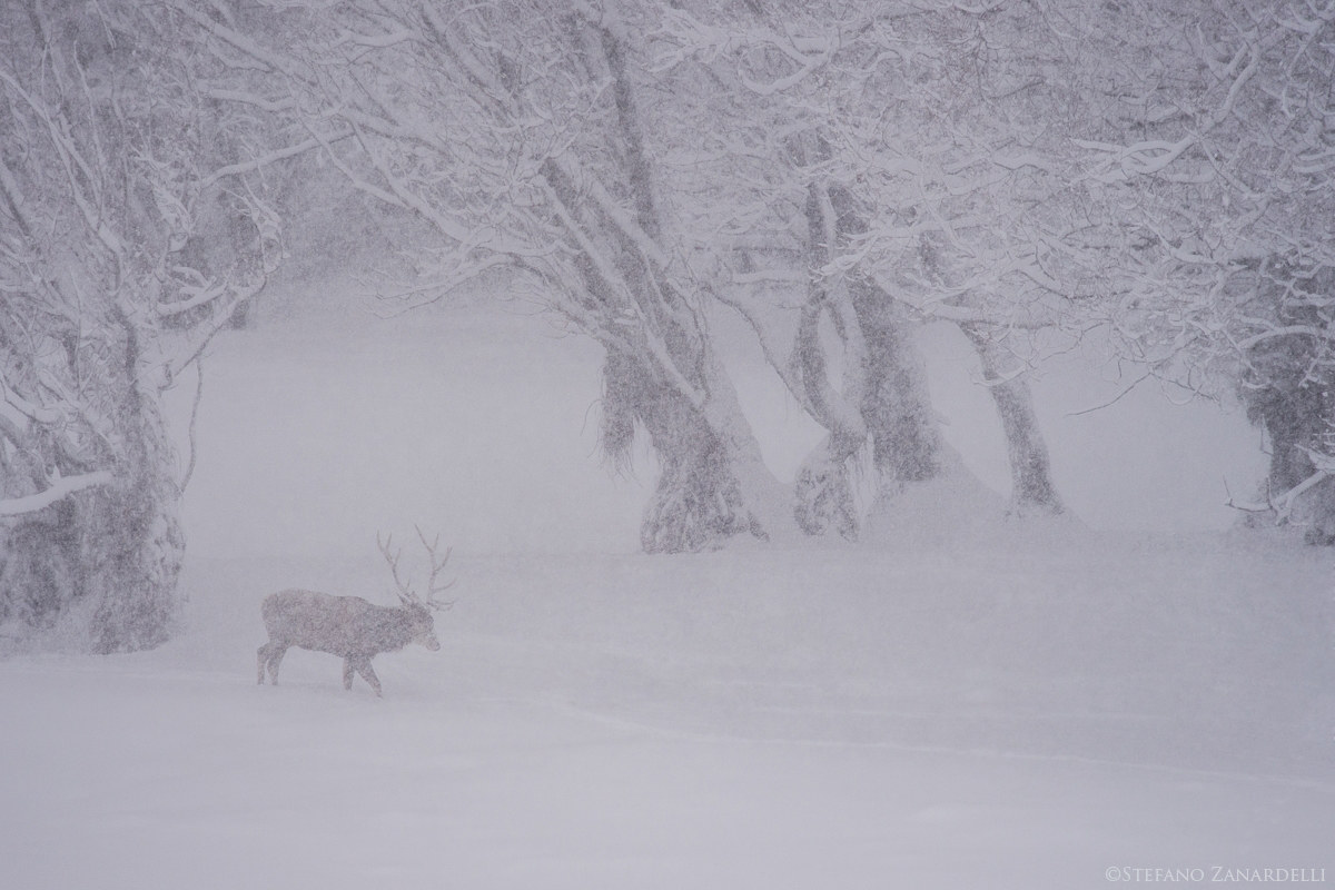 Cervo nella bufera...