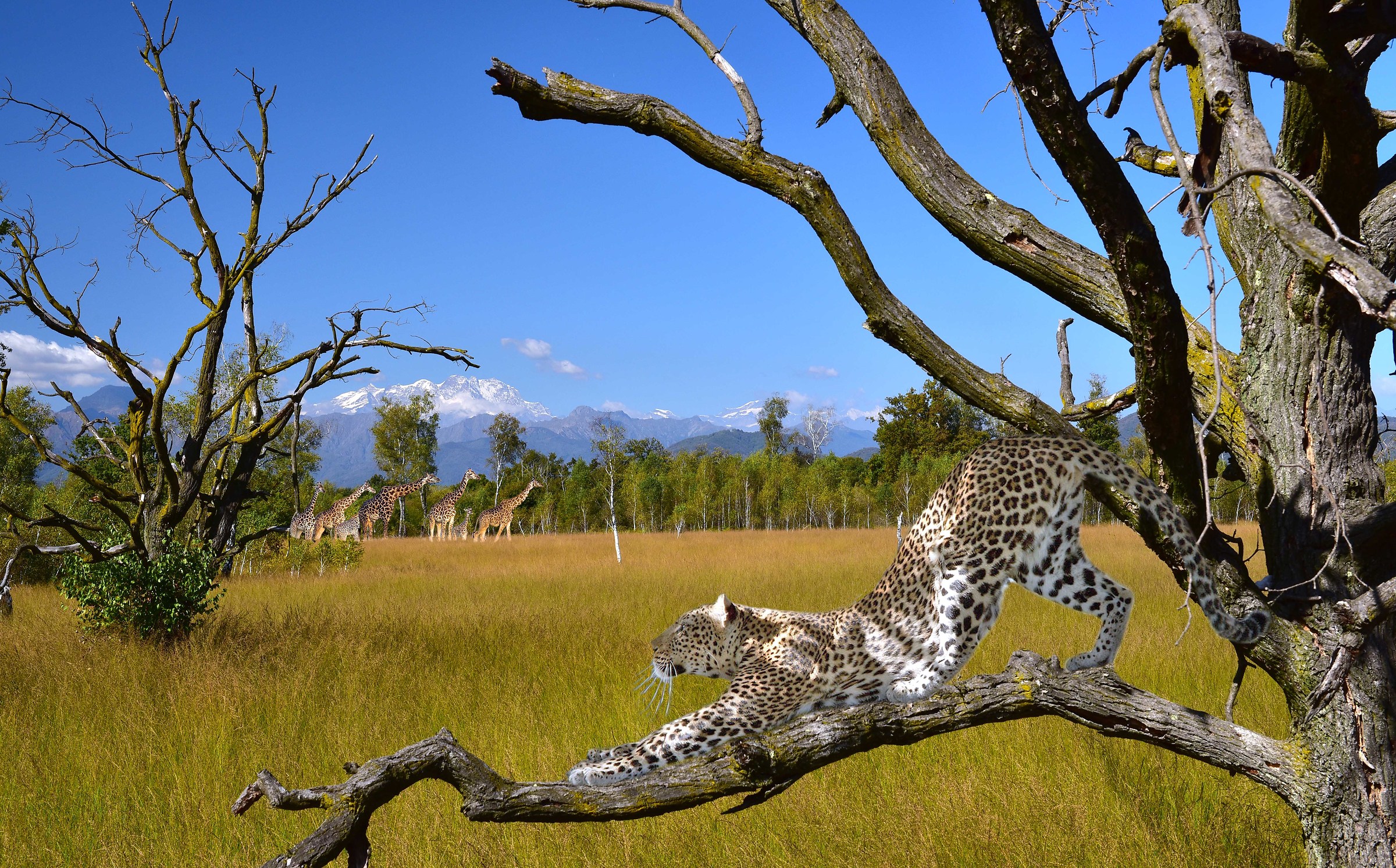 Digital joke ....... fusion of latitudes