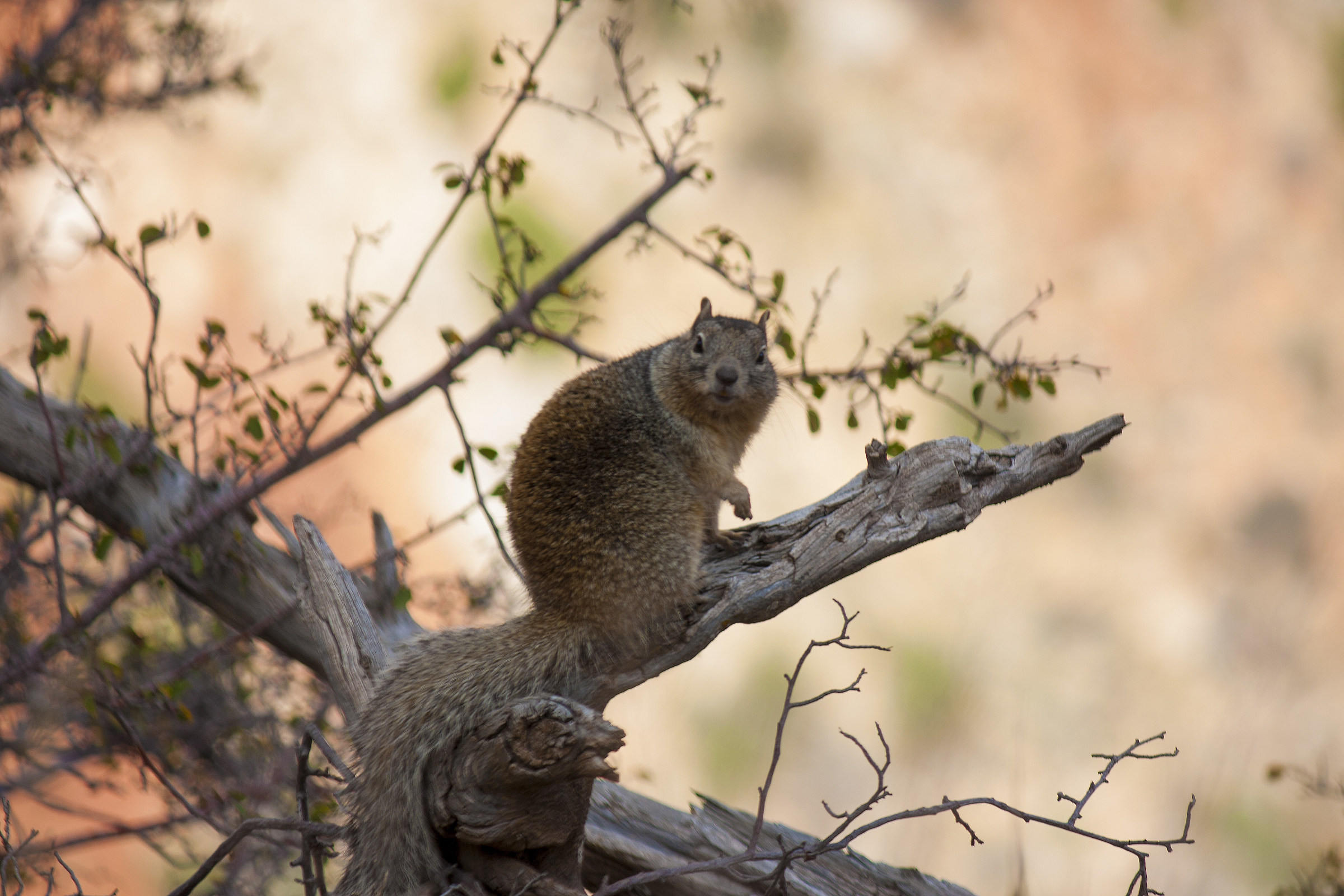 Squirrel at bright angel trail, Grand Canyon