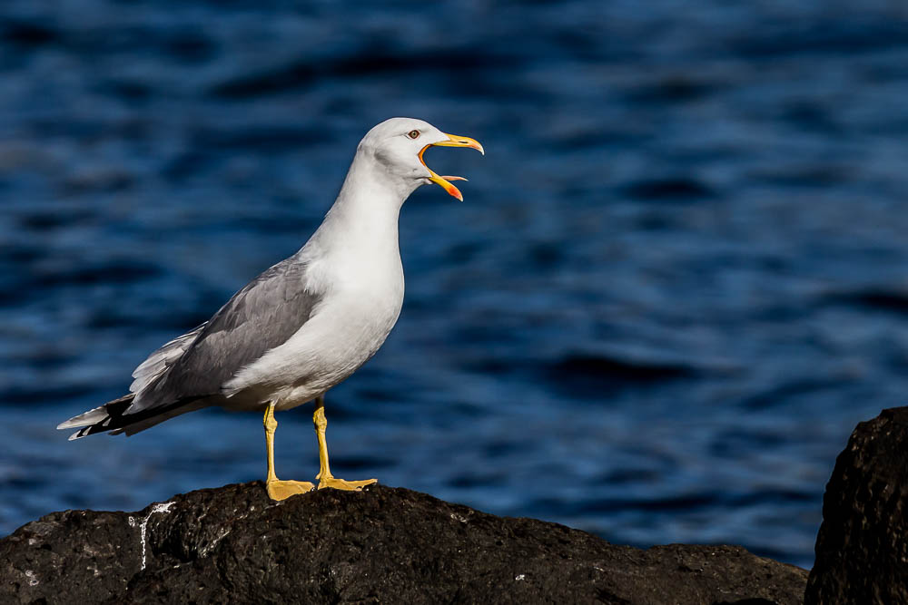 Gabbiano Reale (Larus michahellis)