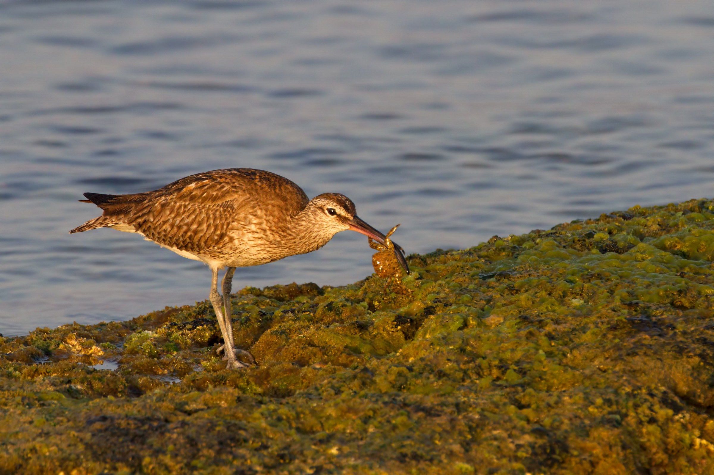 Whimbrel (Numenius phaeopus) the meal continues