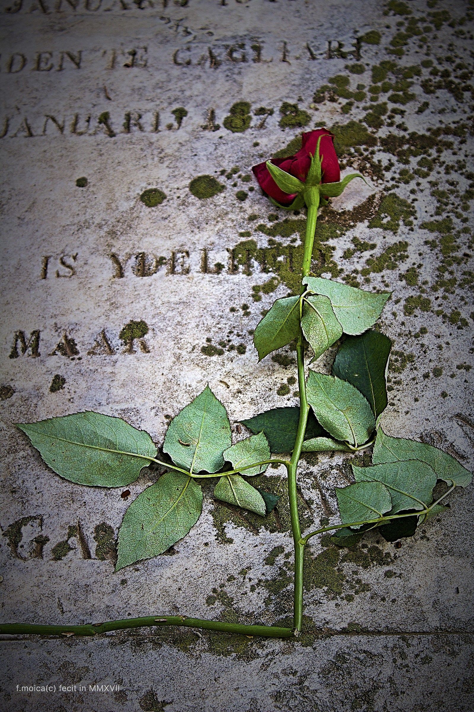 rose in cemetary