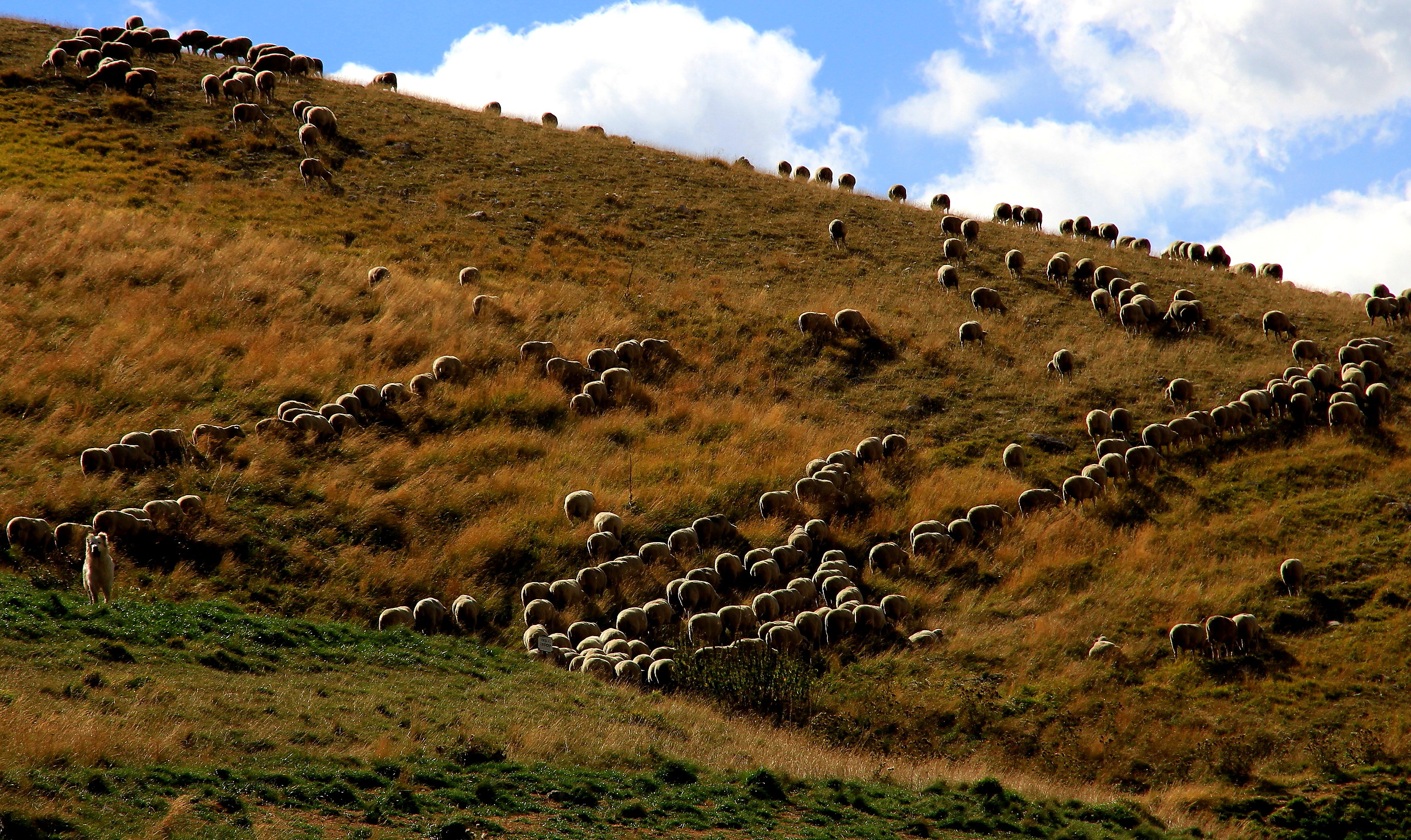 Il guardiano del gregge
