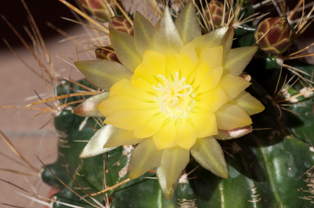 anonimo fiore giallo