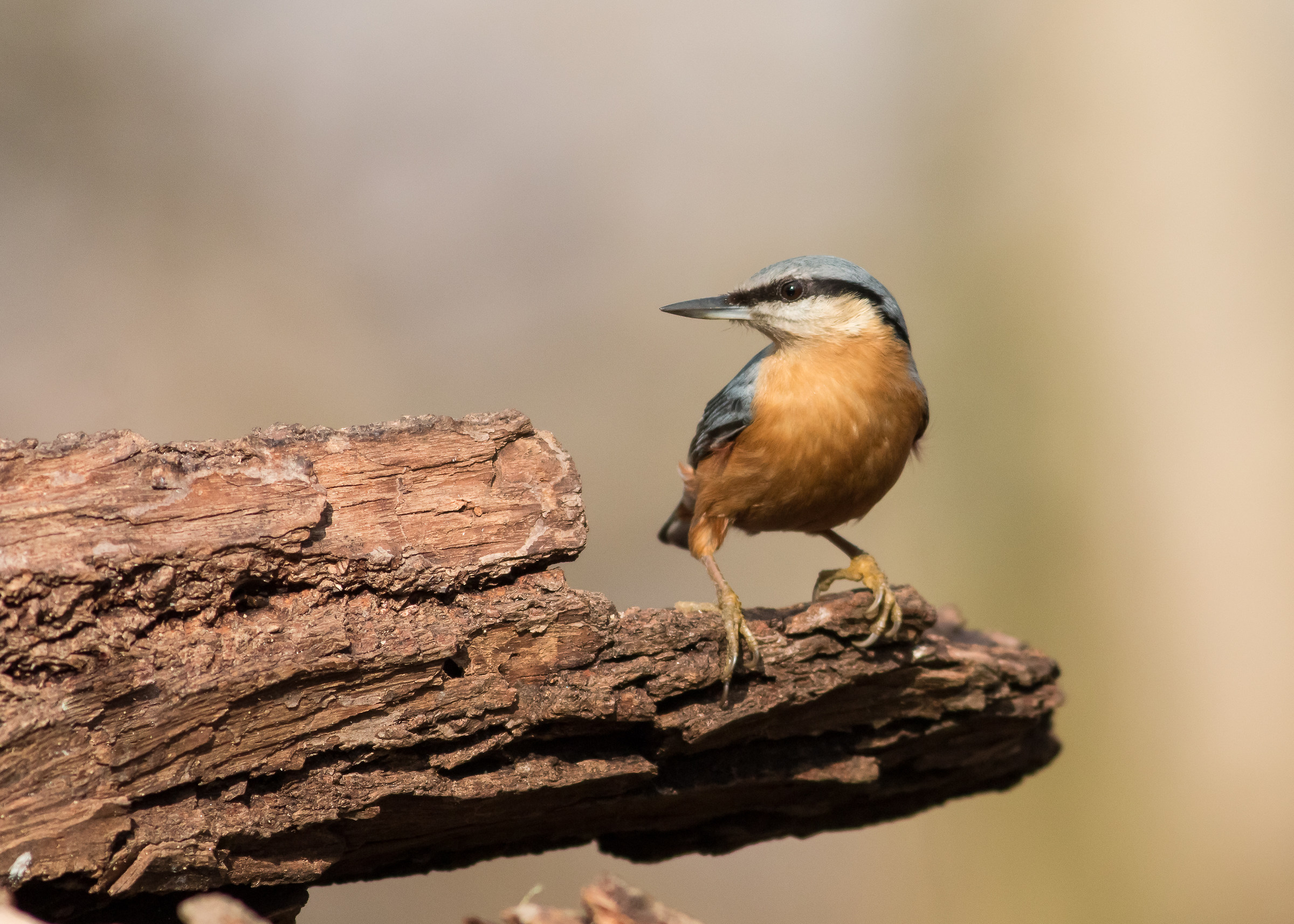nuthatch