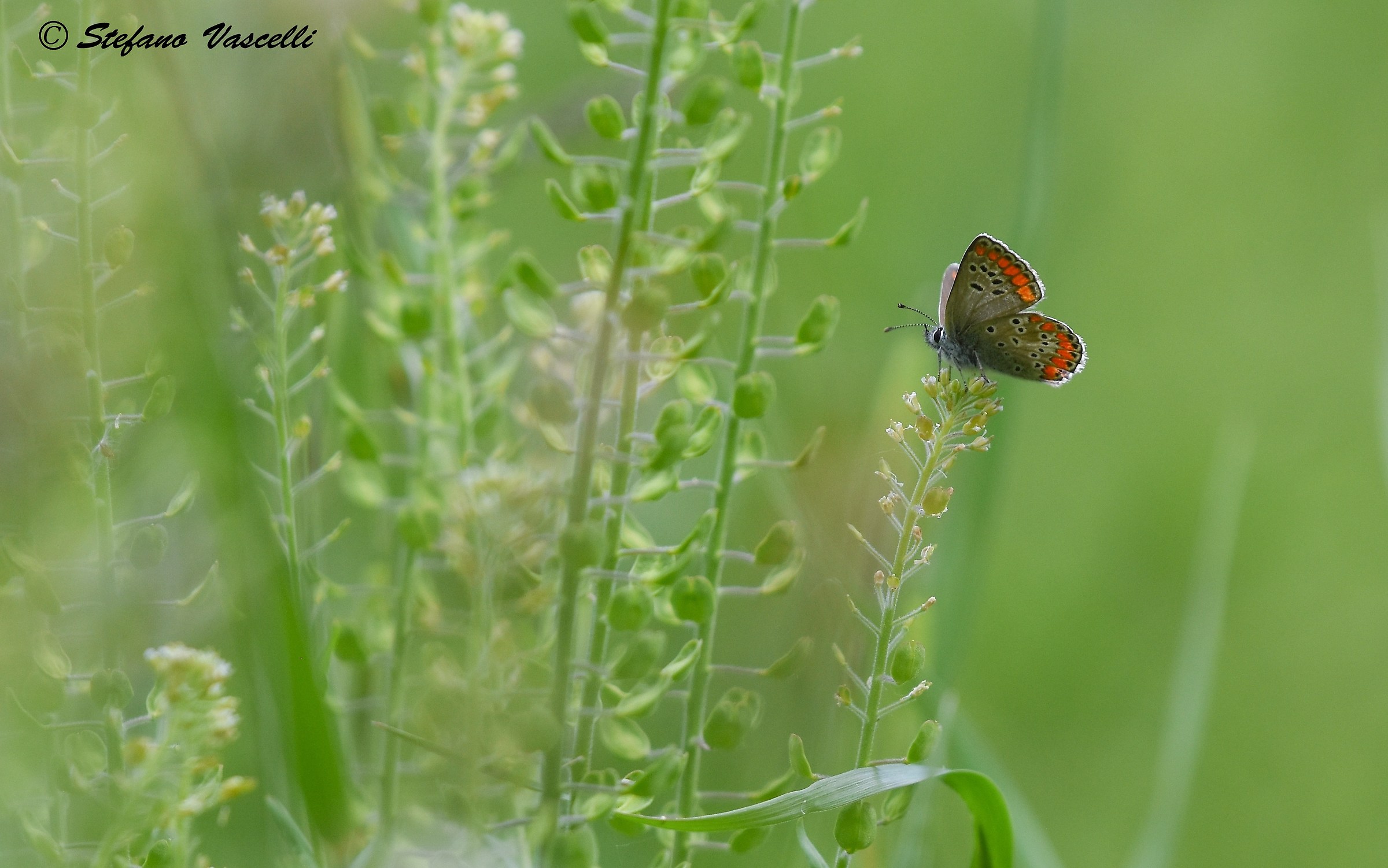 icaro : Love is in the air