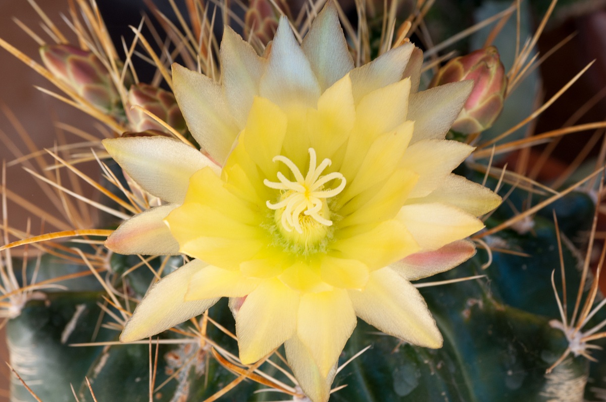 anonimo fiore giallo