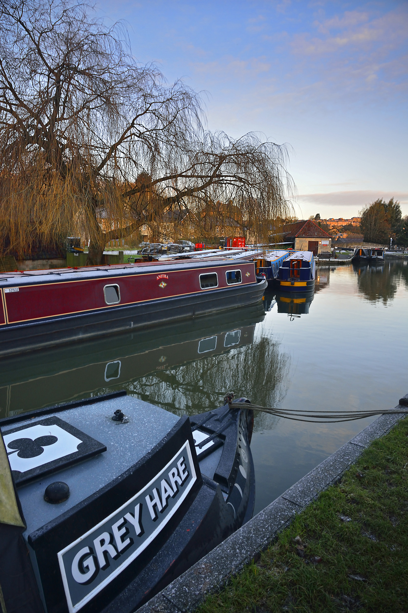 Grey Hare on a Frosty Morning