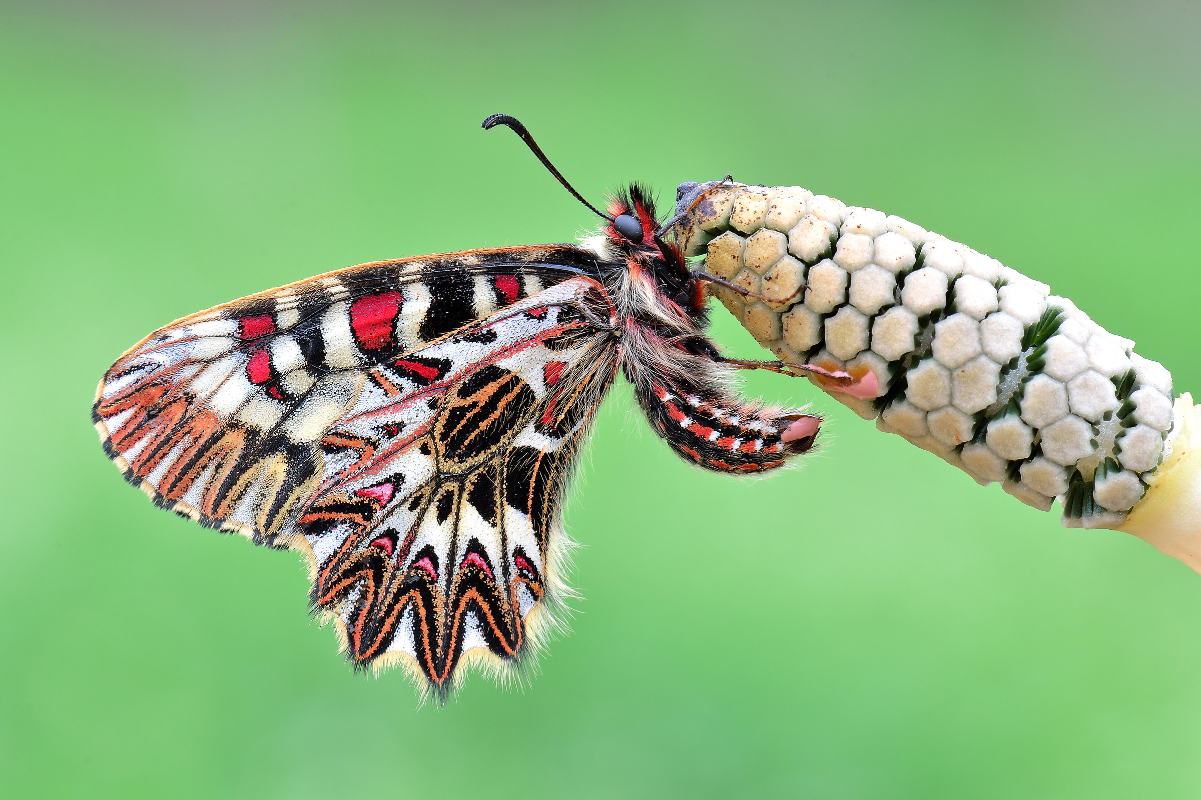 Zerynthia cassandra polyxena