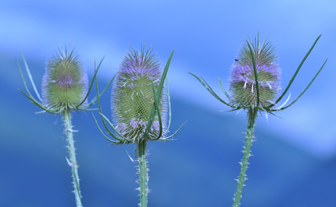 Dipsacus fullonum