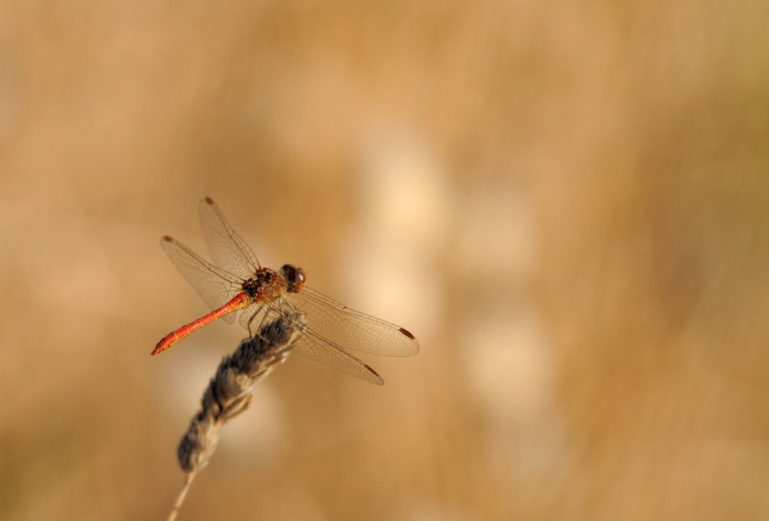 Dragonfly Odonata - Anisoptera