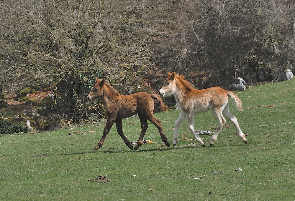 Synchronicity: flying brothers.