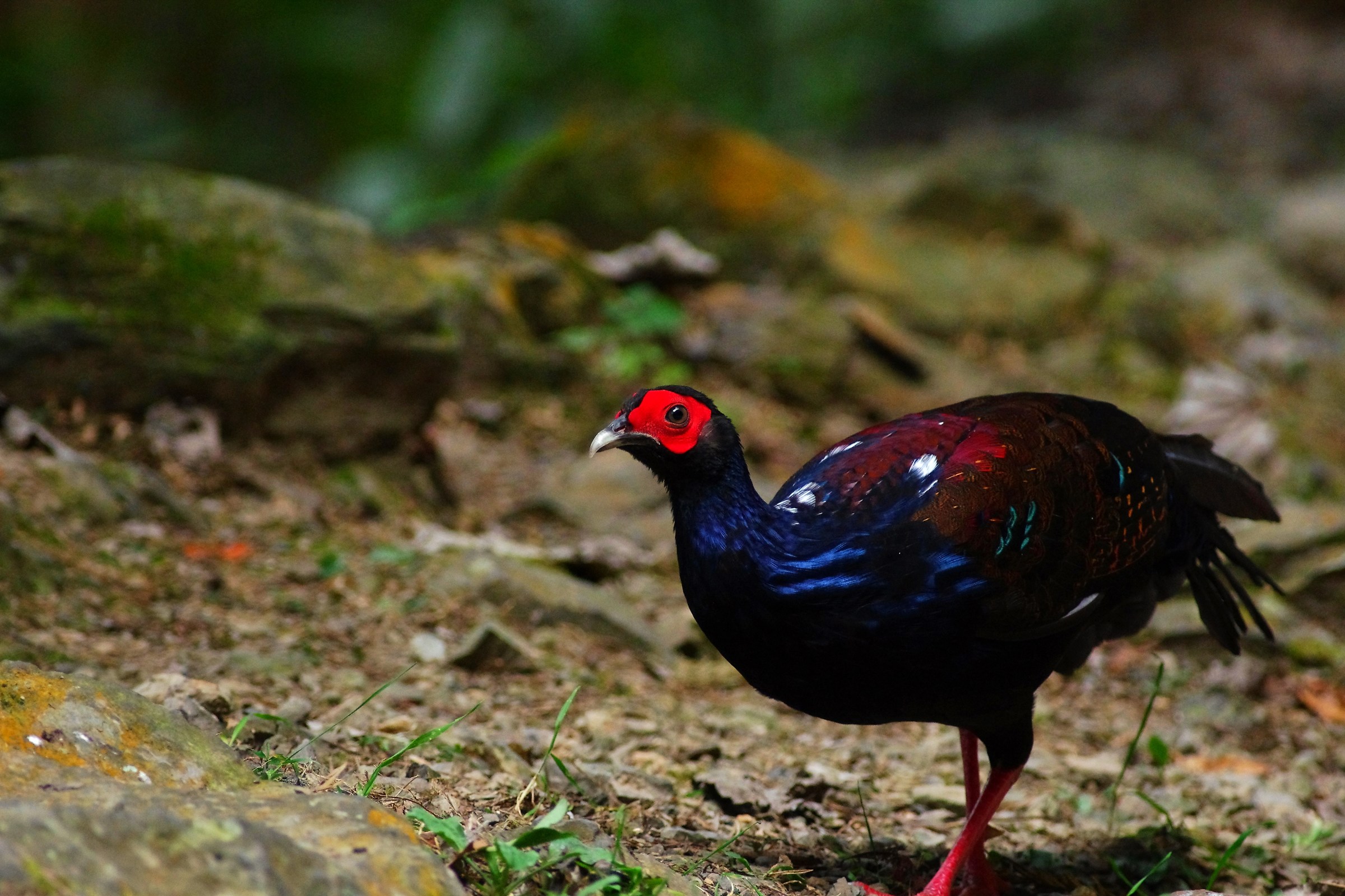 Swinhoe's Pheasant