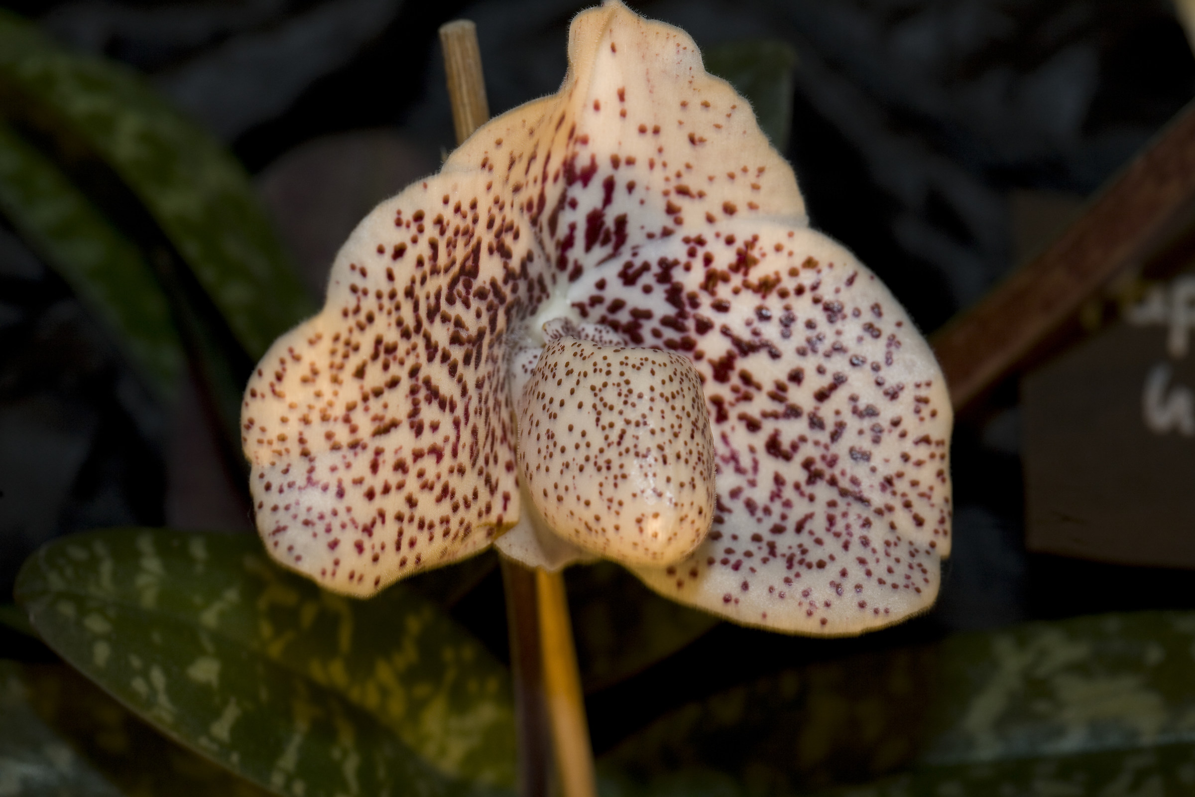 Paphiopedim delematii