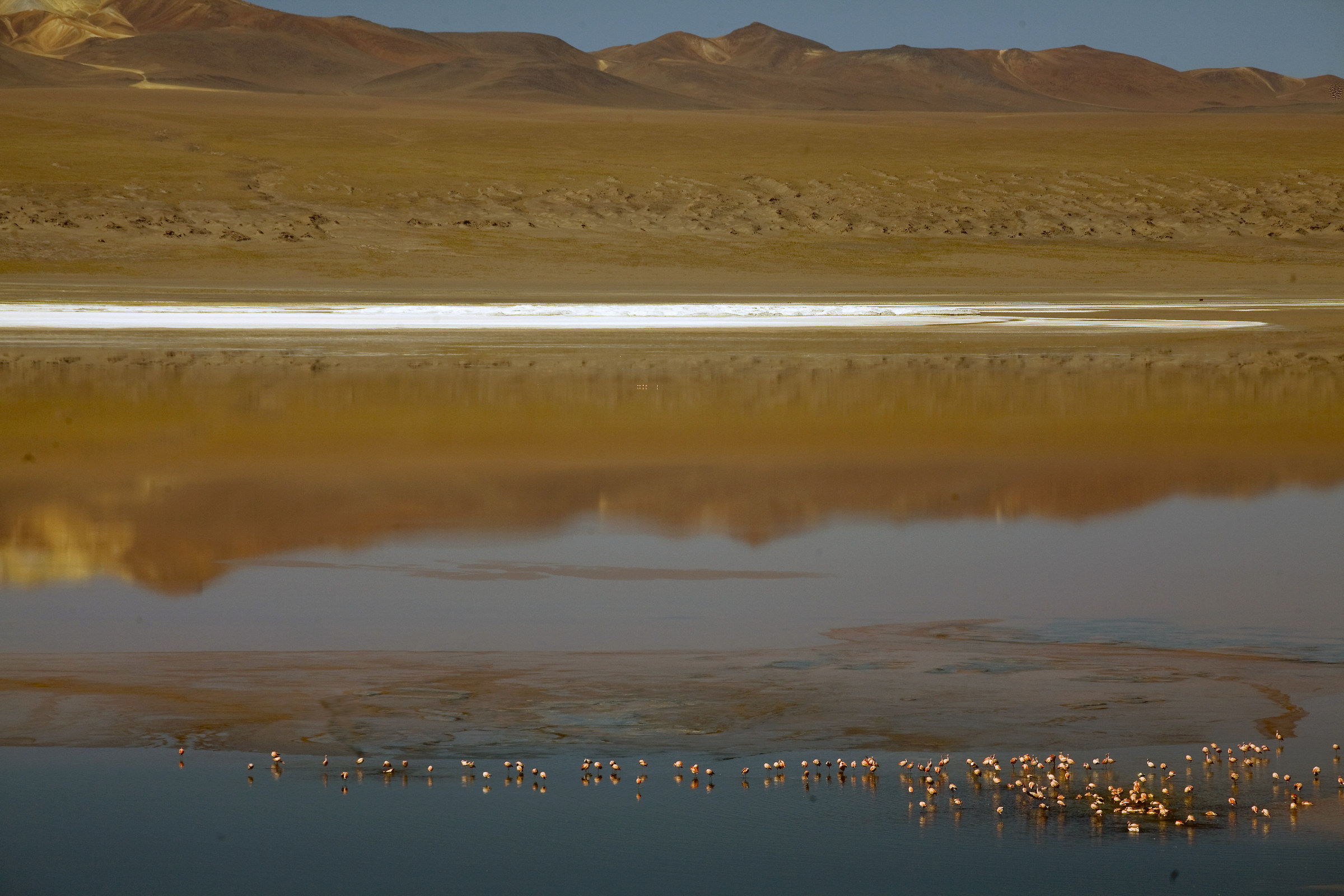 Lagoon with flamingos - Bolivia