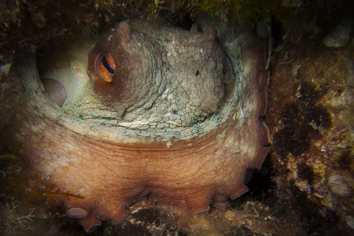 Octopus vulgaris (polpo)