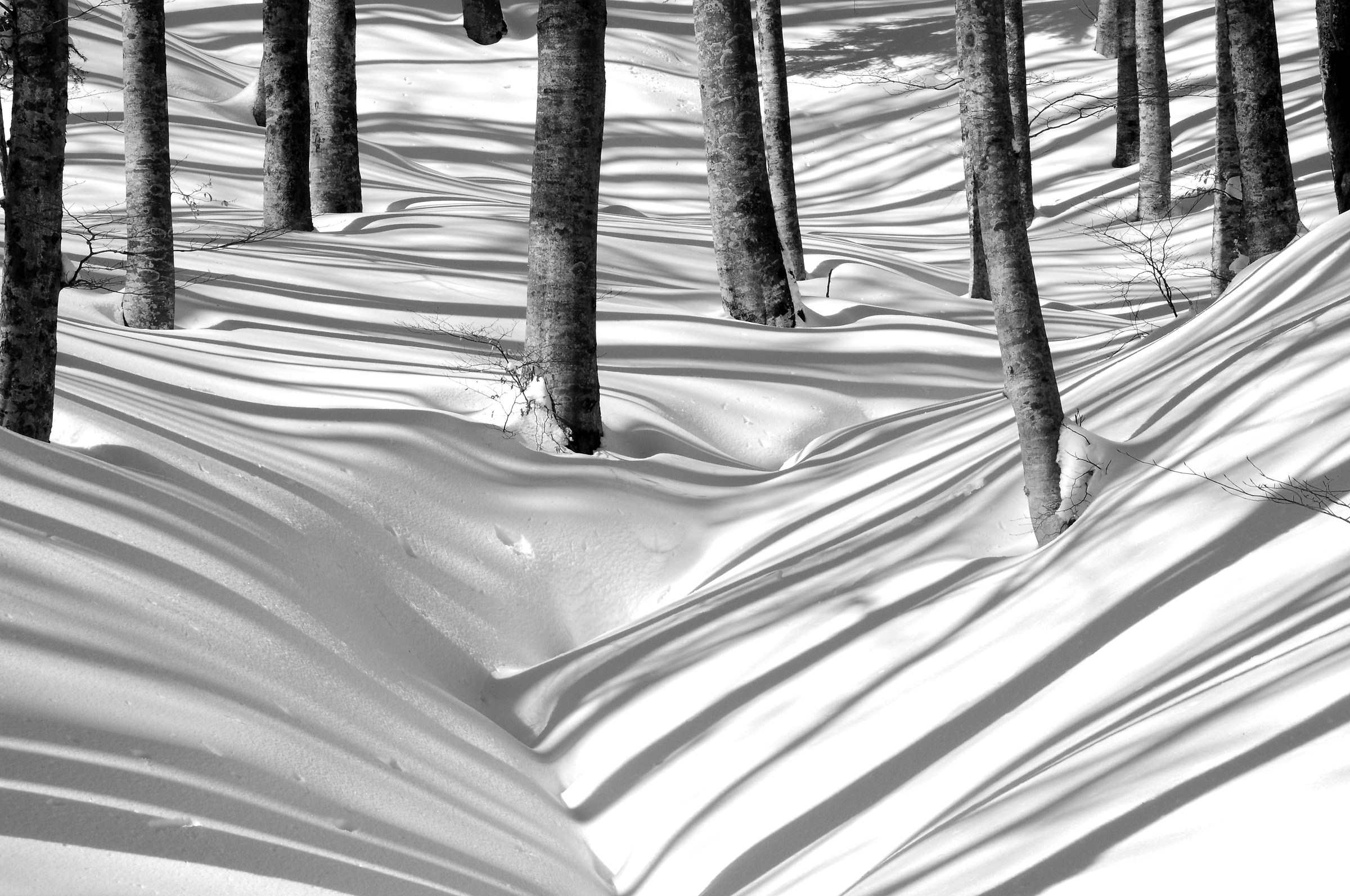 Beech trees in the snow