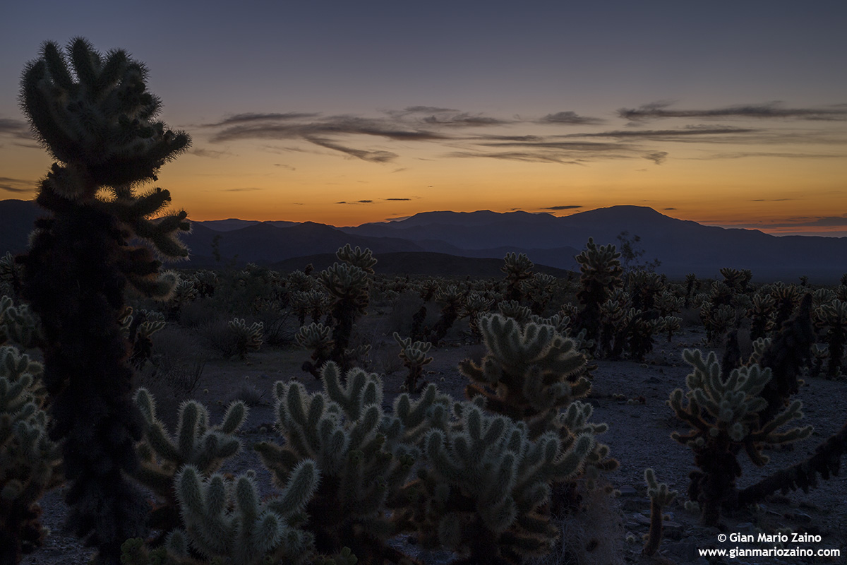 Joshua Tree NP - 01