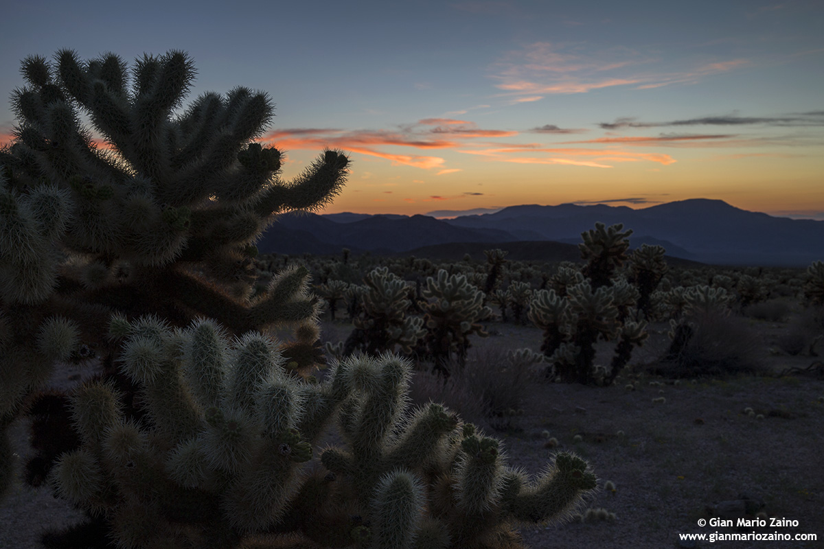Joshua Tree NP - 02