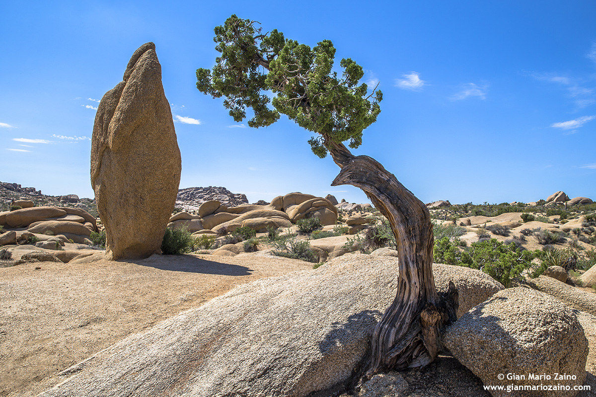 Joshua Tree NP - 03